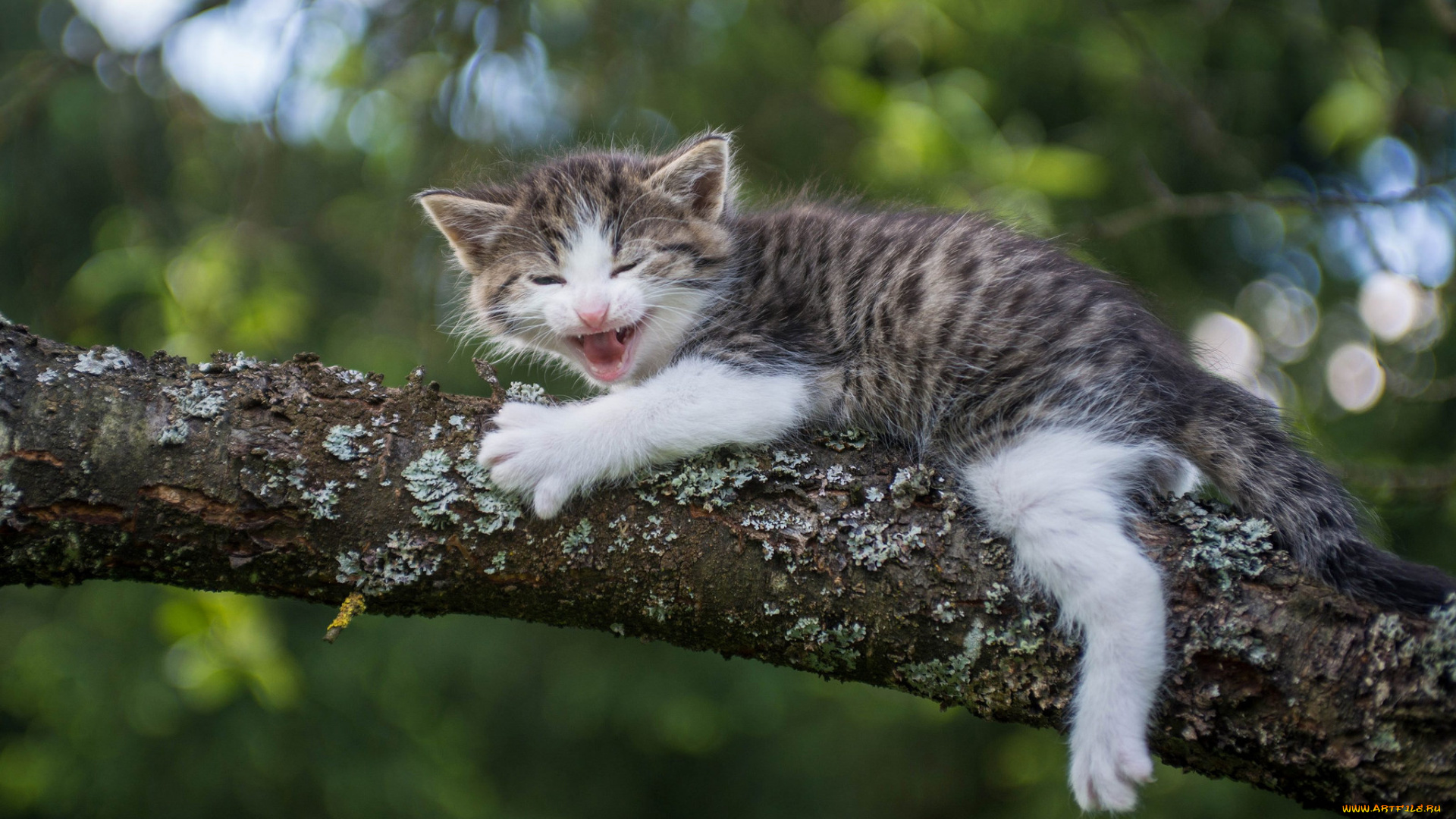 животные, коты, котёнок