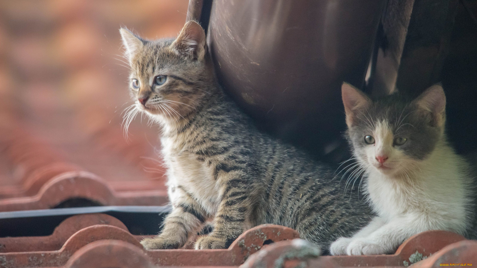 животные, коты, крыша, котята