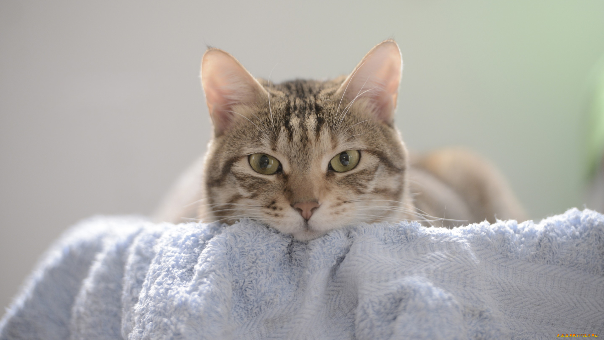 животные, коты, мордочка, кошка, кот, полотенце, взгляд