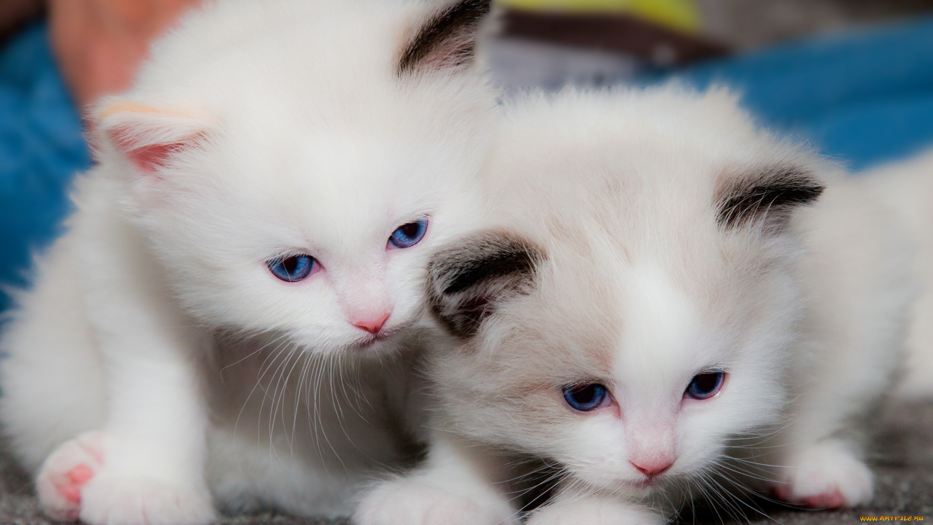 животные, коты, парочка, малыши, котята