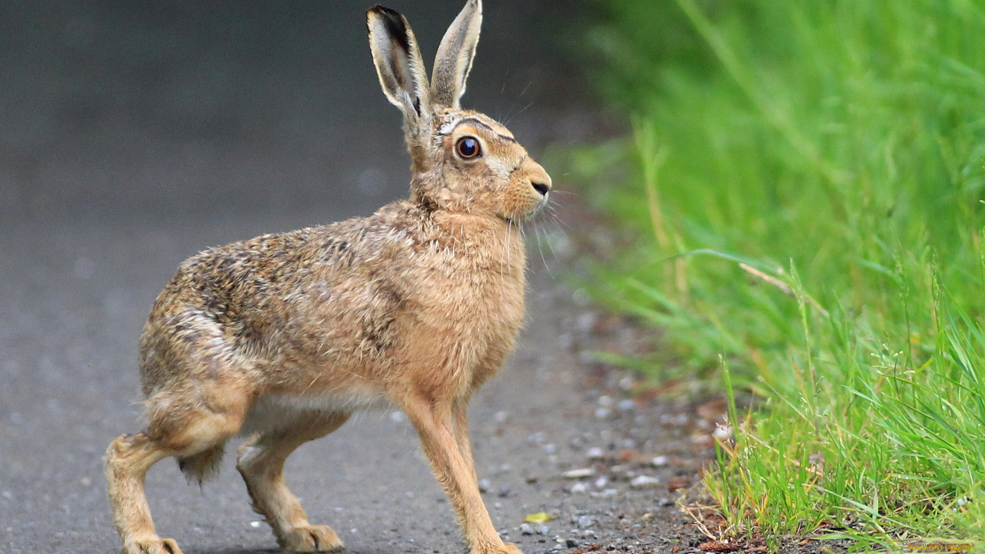 животные, кролики, , зайцы, русак