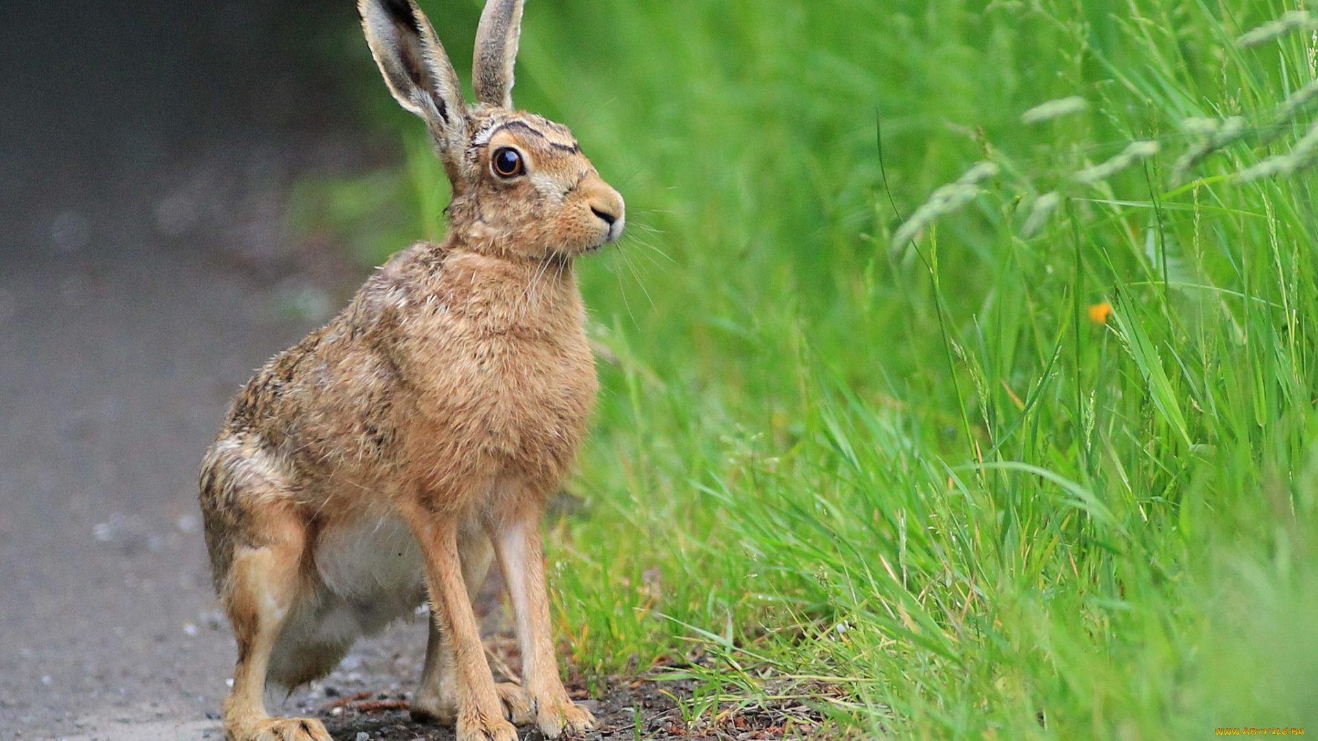 животные, кролики, , зайцы, русак