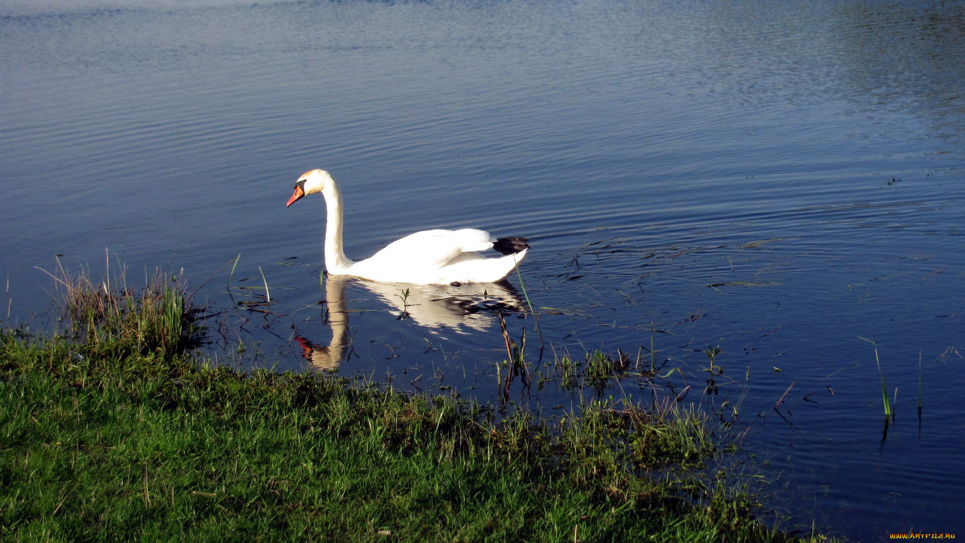 животные, лебеди, лето, река, птица, вода