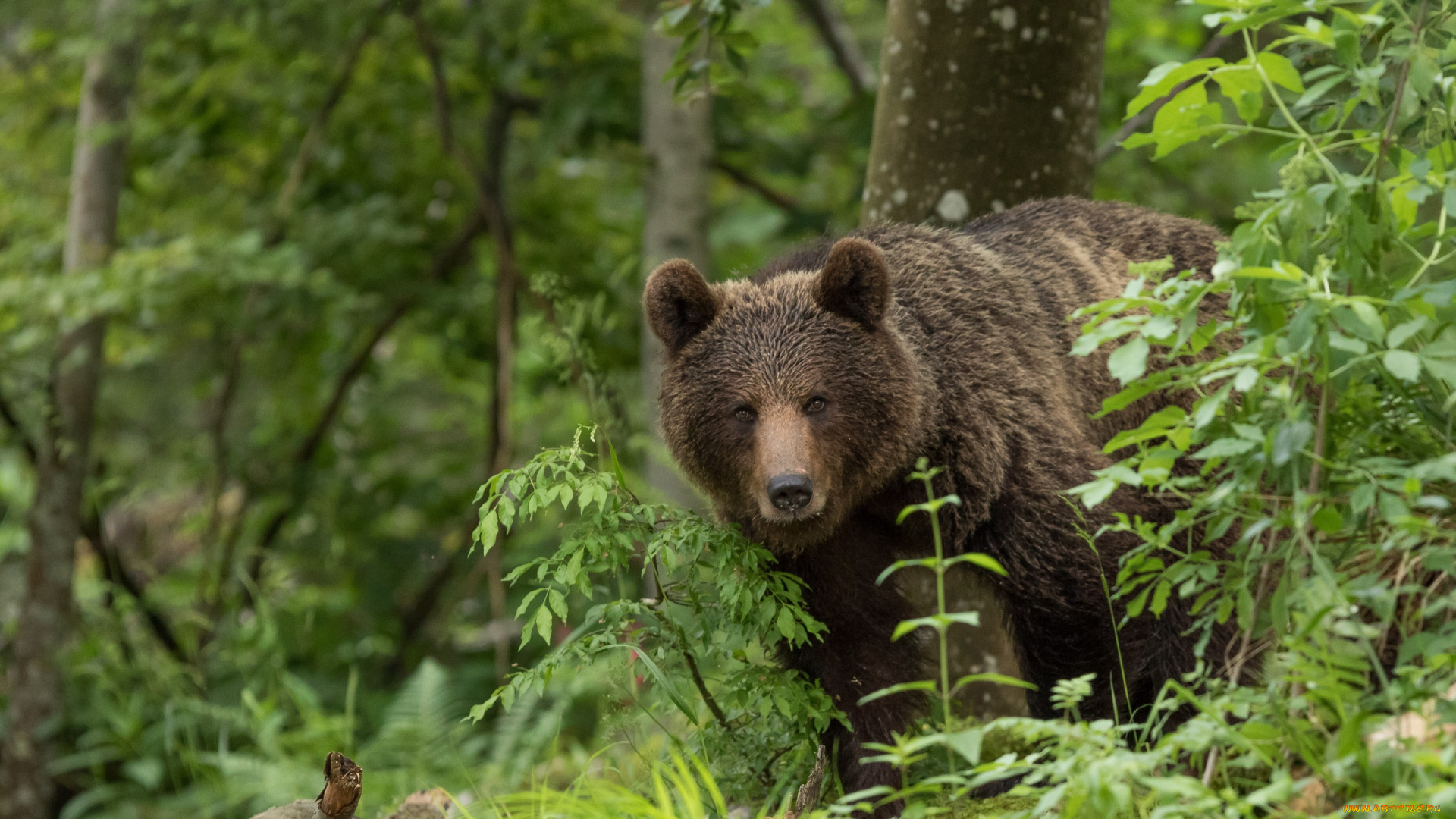 животные, медведи, медведь, лес