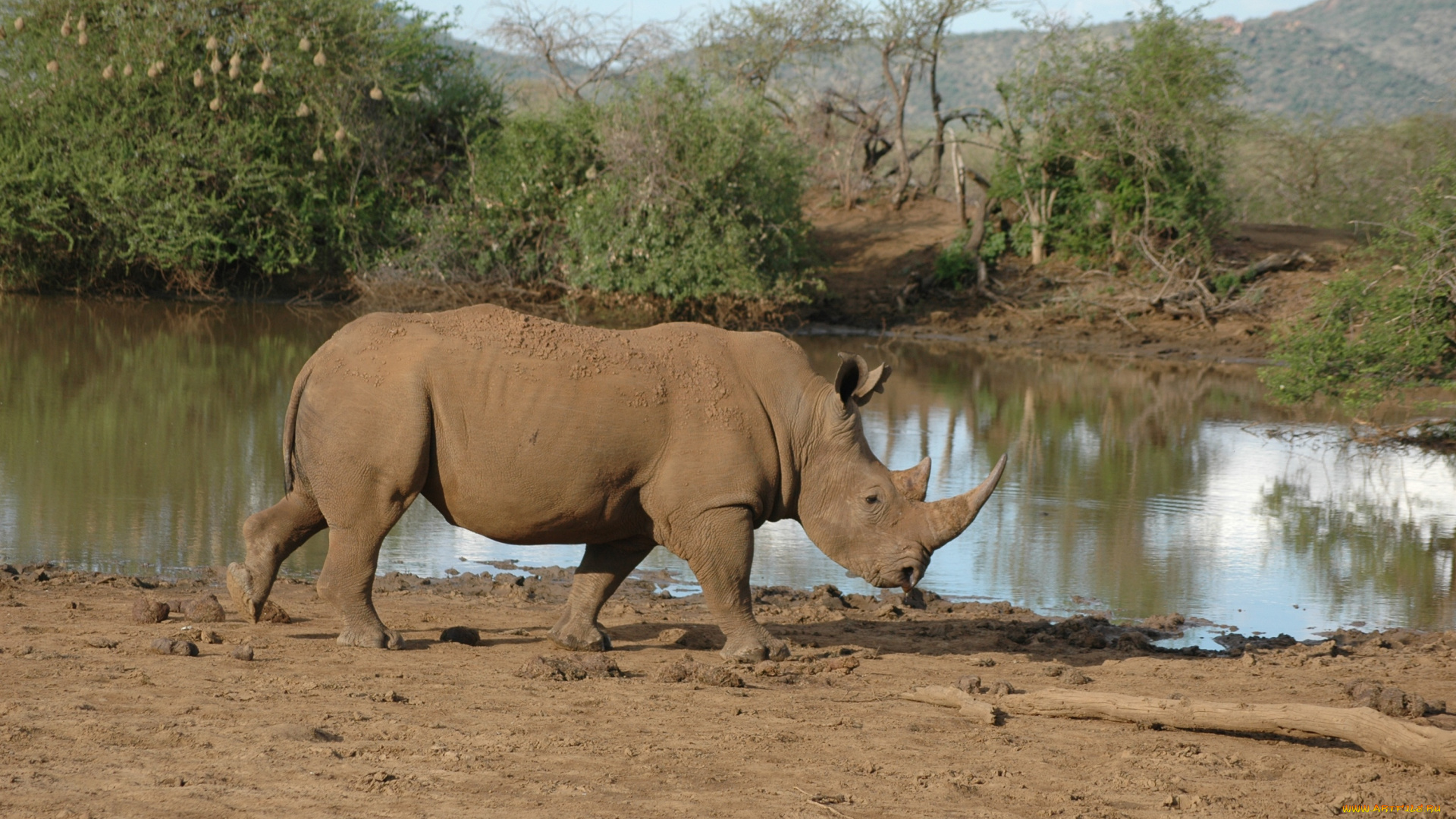 животные, носороги, носорог
