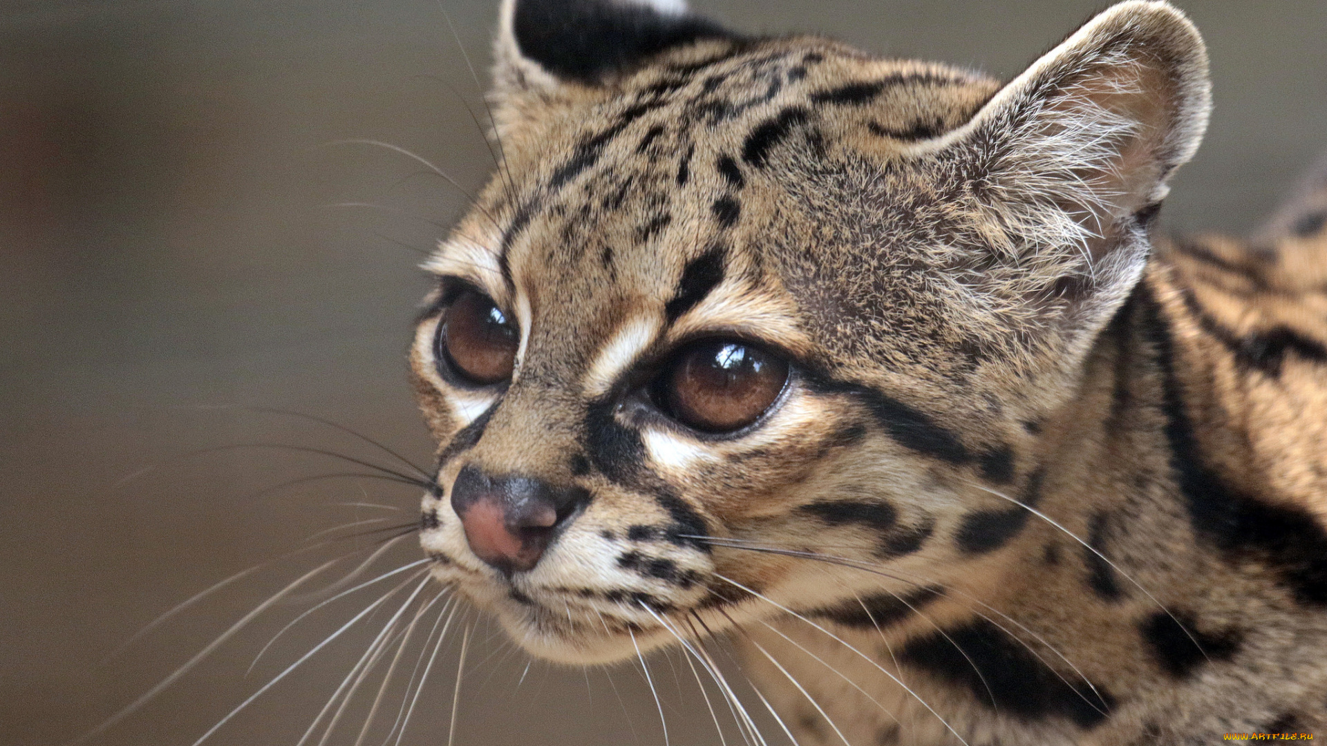 животные, оцелоты, киса