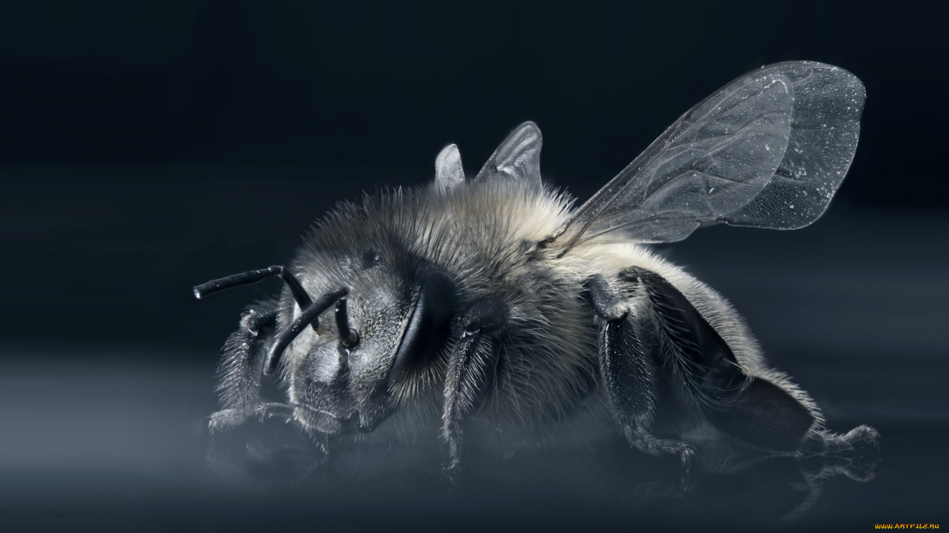 животные, пчелы, , осы, , шмели, пчела