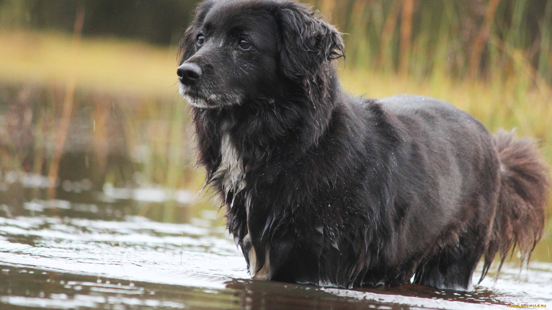 животные, собаки, собака