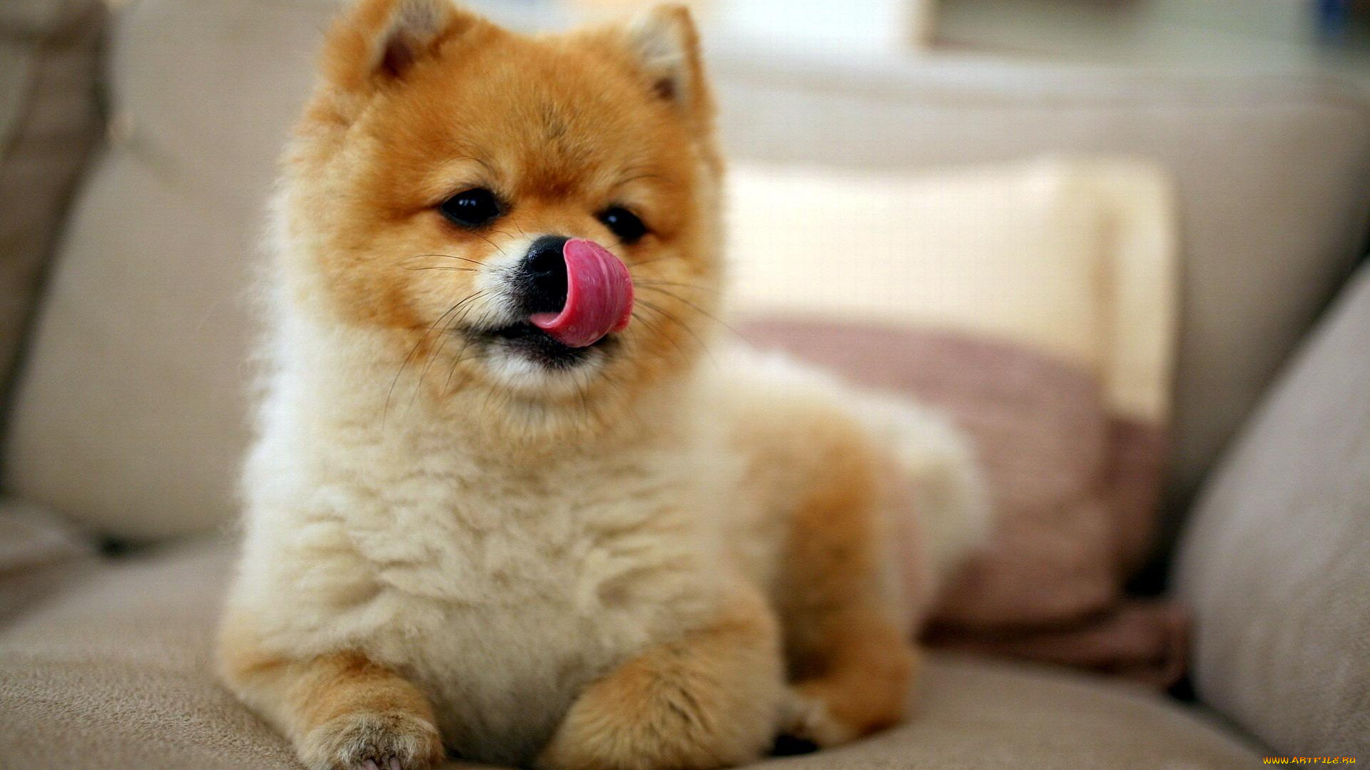 животные, собаки, язык, шпиц, пес, собака, диван