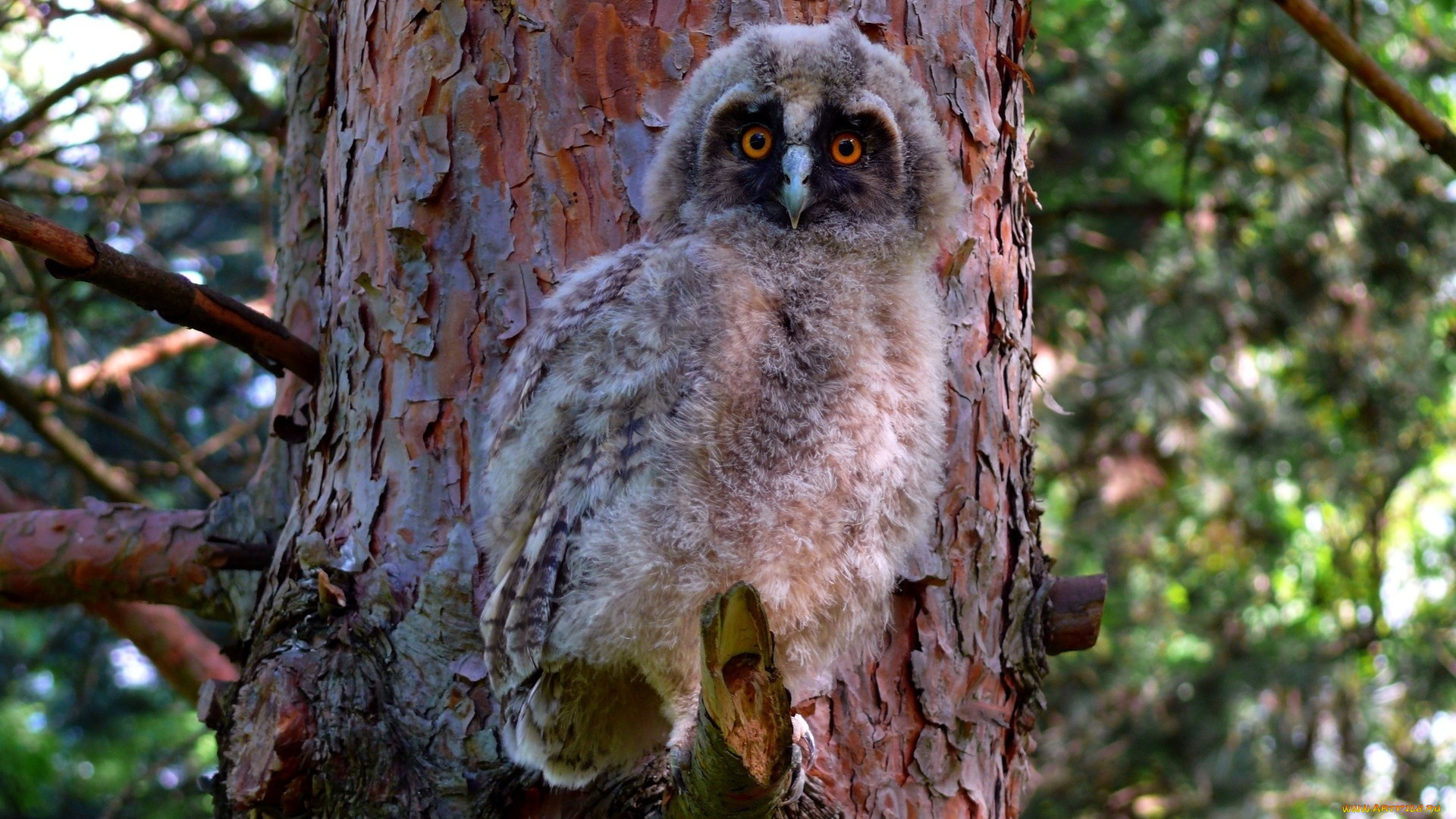 животные, совы, птенец, совенок, дерево