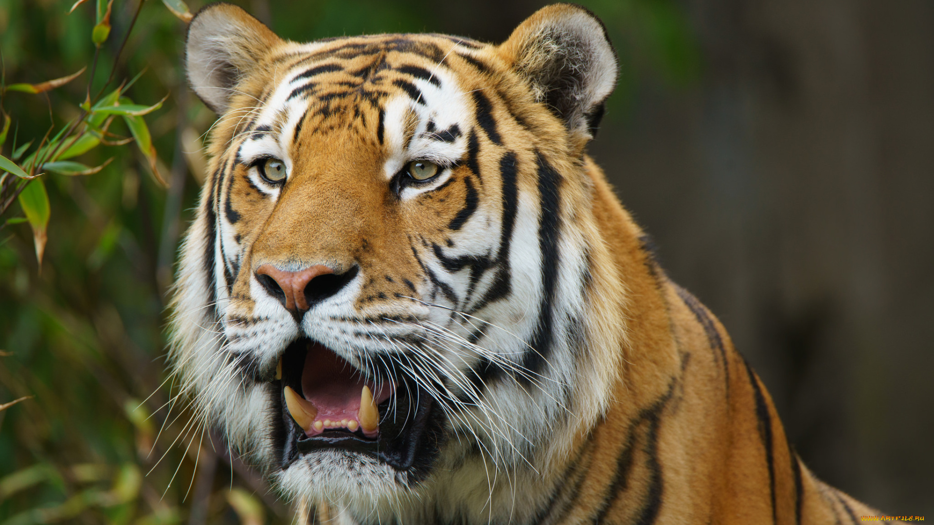 животные, тигры, хищник