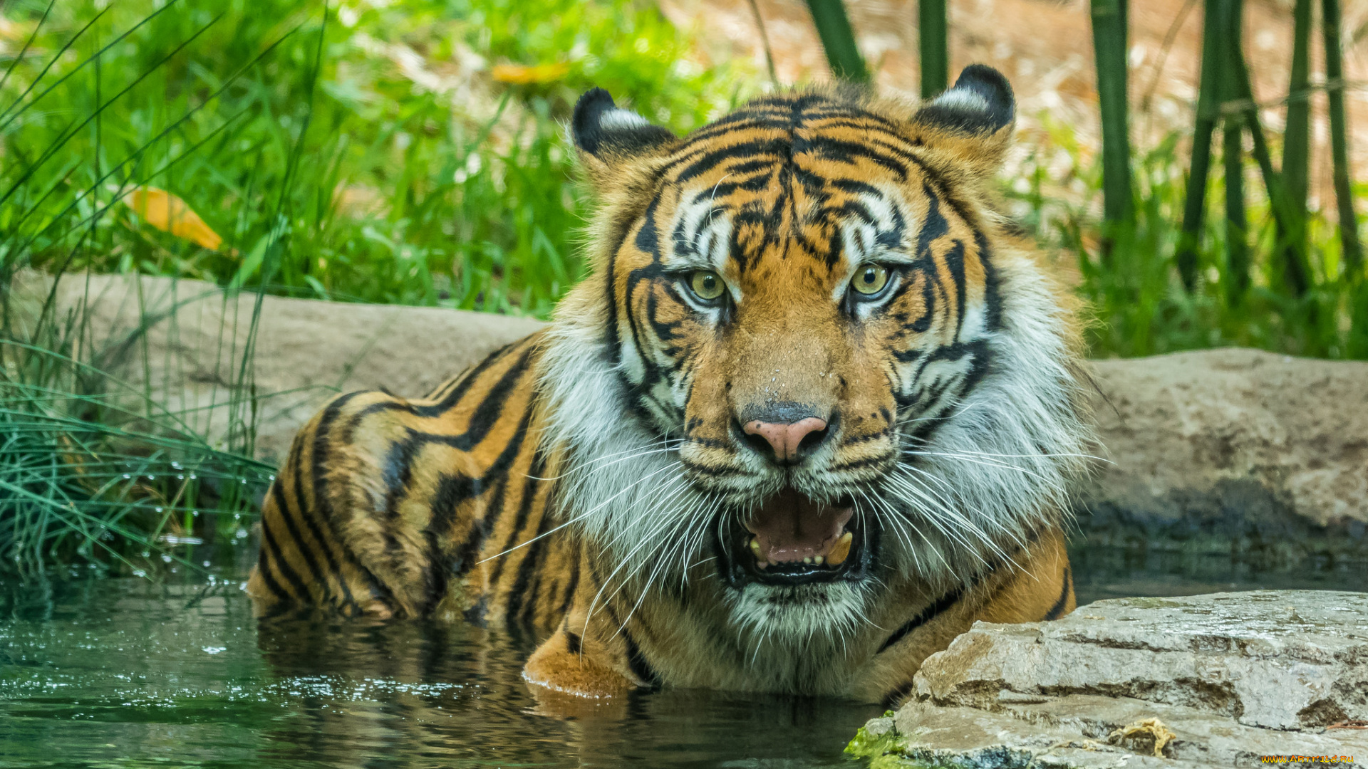 животные, тигры, хищник