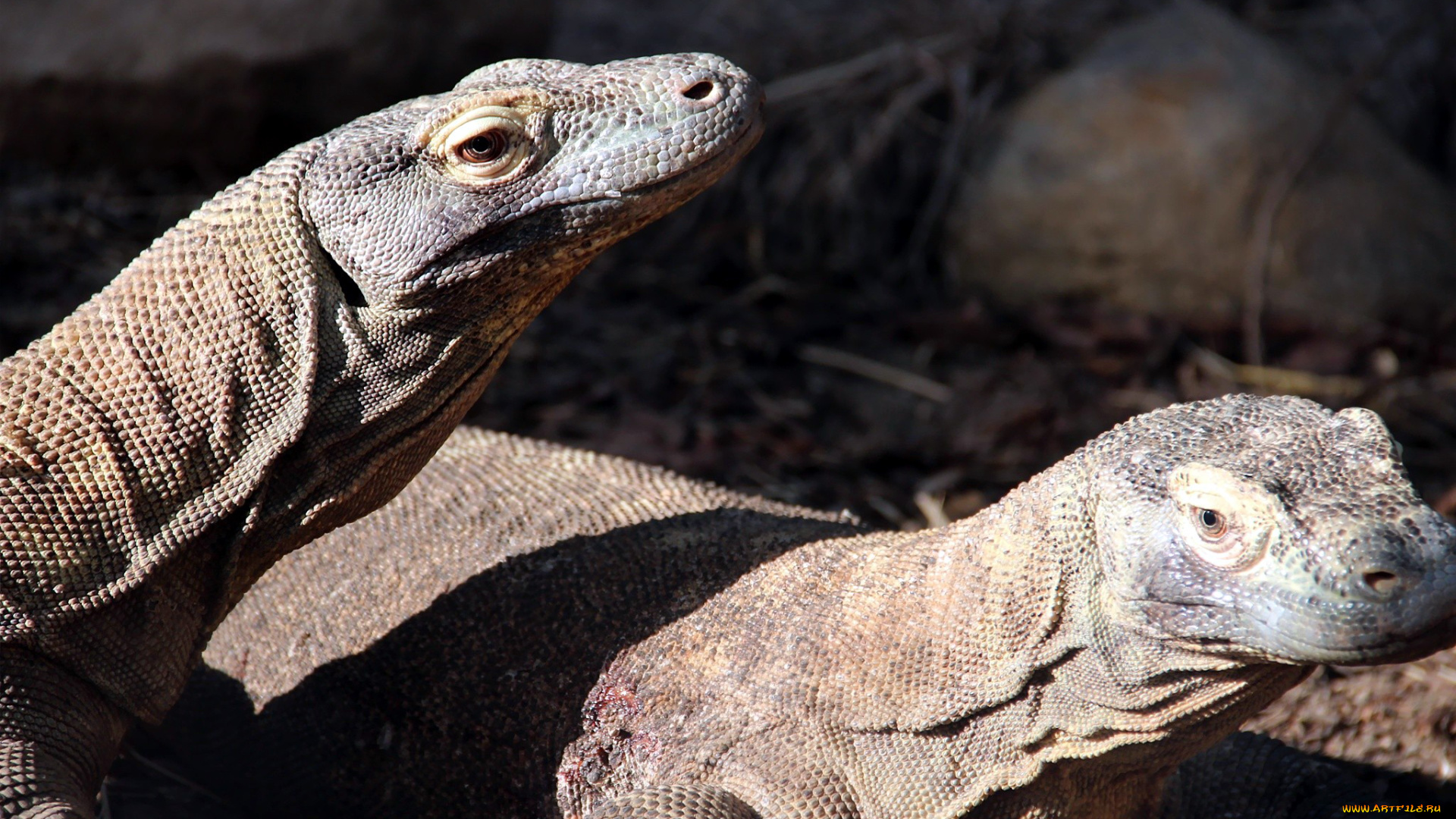 животные, Ящерицы, , игуаны, , вараны, экзотические