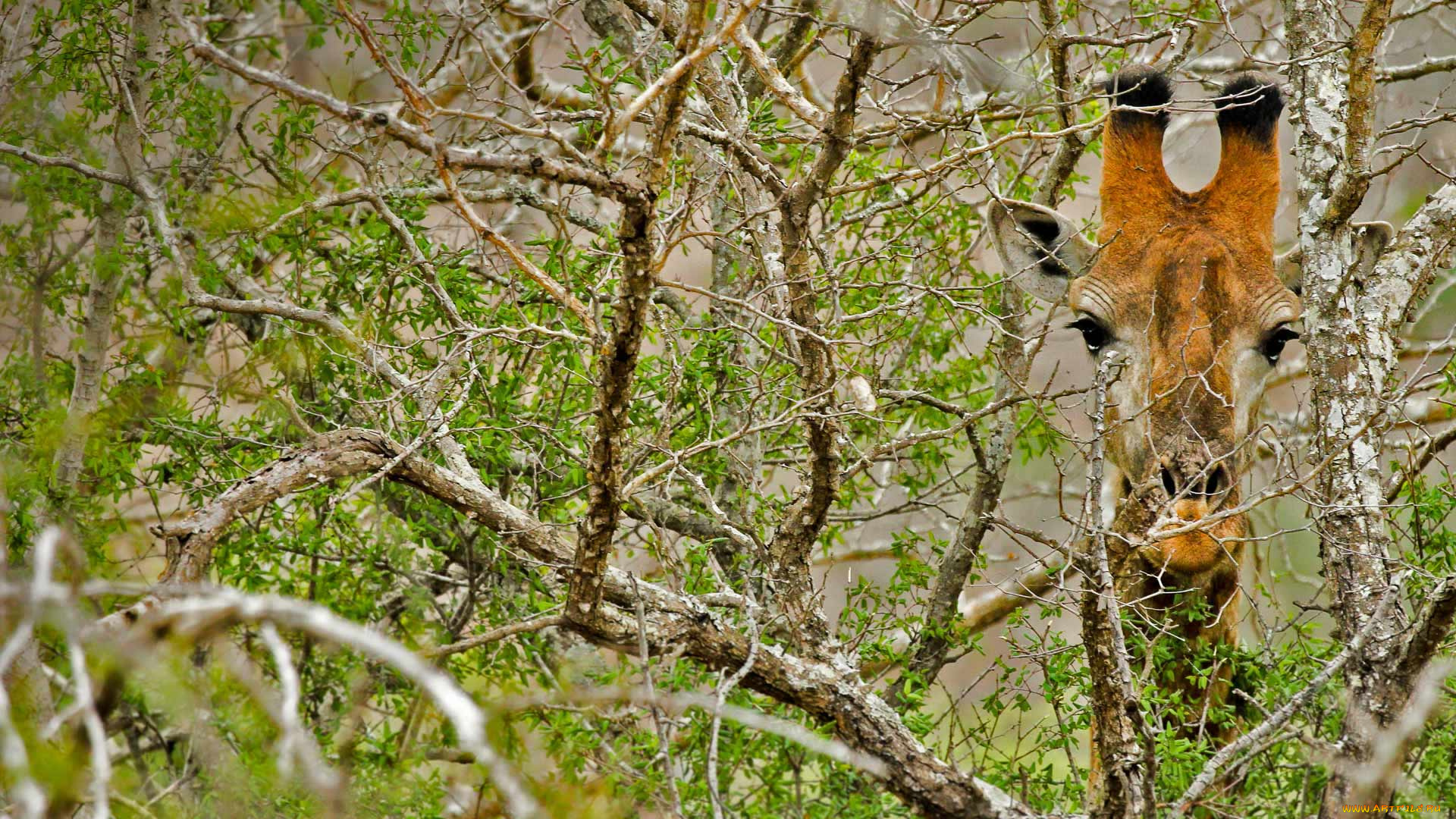 животные, жирафы, фон, жираф