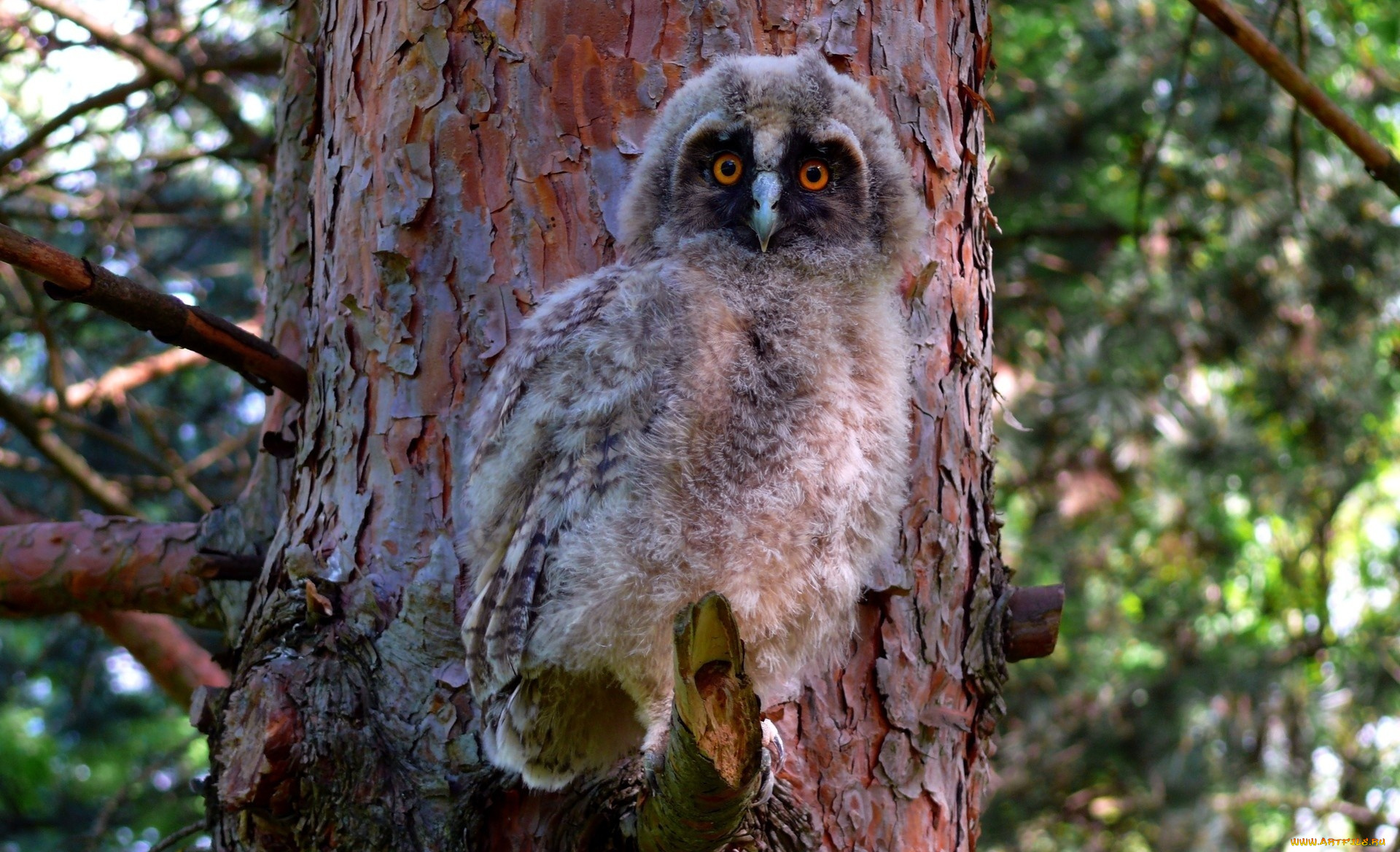 животные, совы, птенец, совенок, дерево