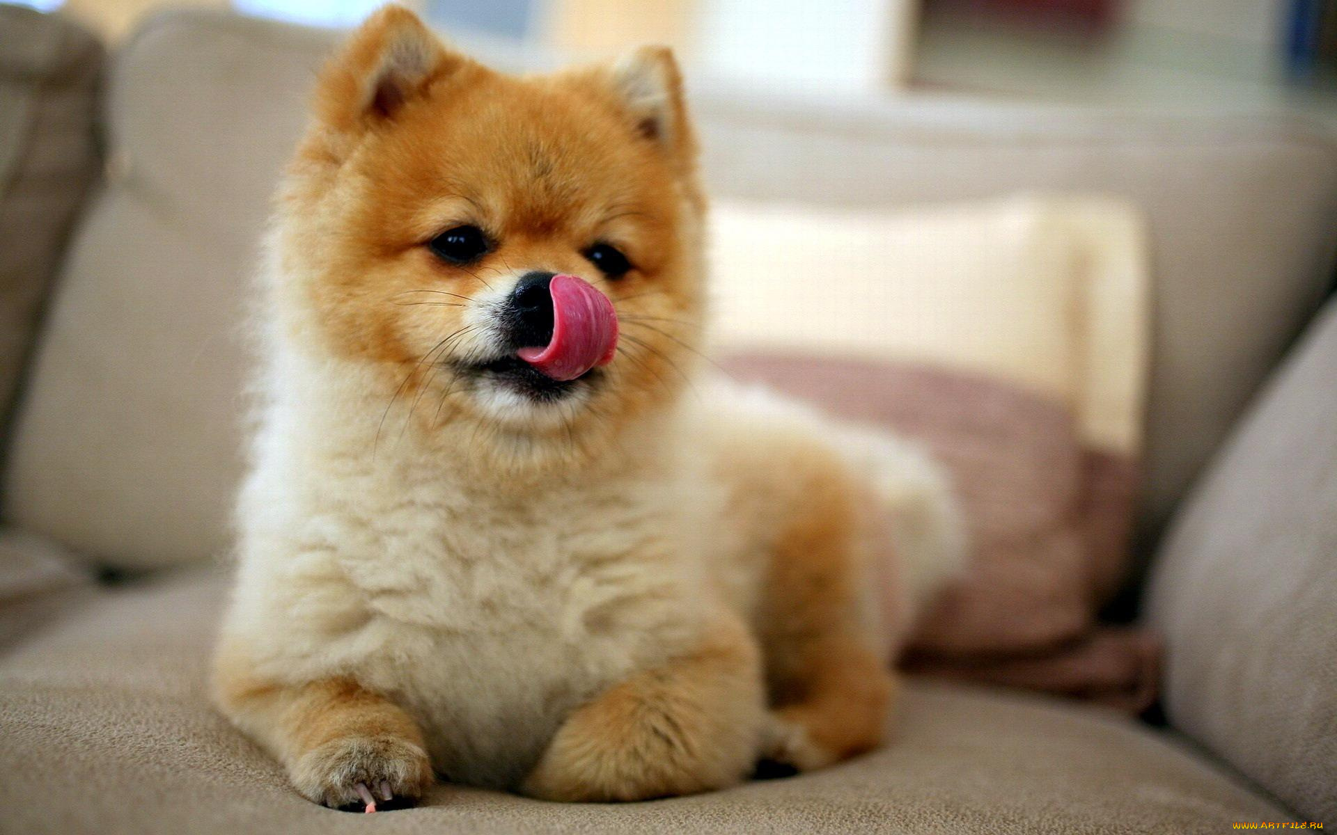 животные, собаки, язык, шпиц, пес, собака, диван