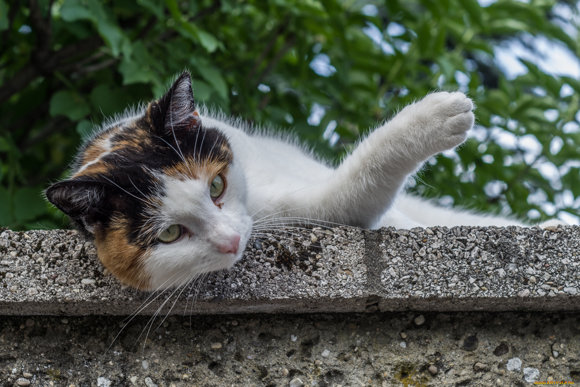 животные, коты, киса