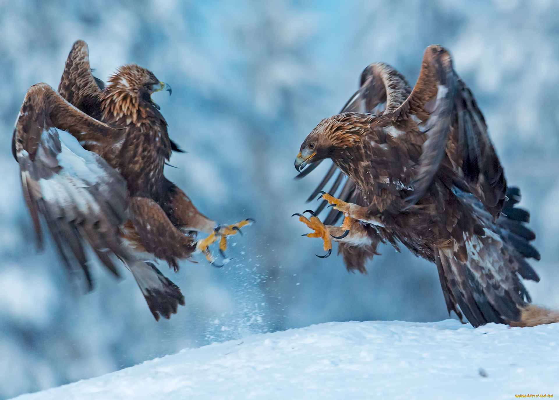 животные, птицы, -, хищники, беркуты, птицы