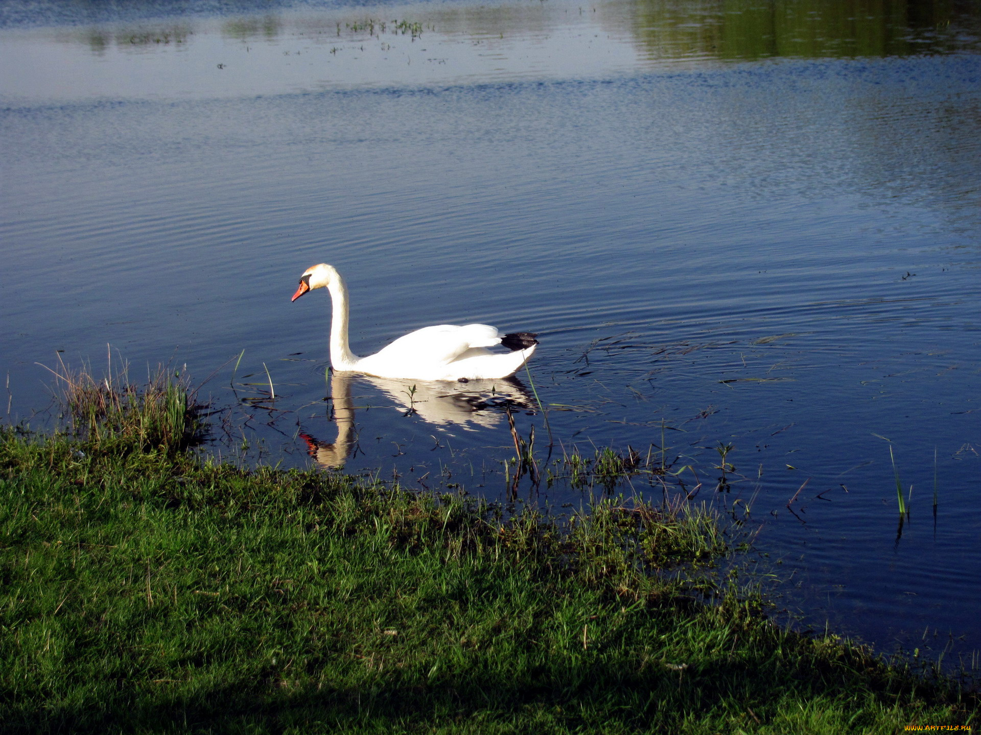 животные, лебеди, лето, река, птица, вода