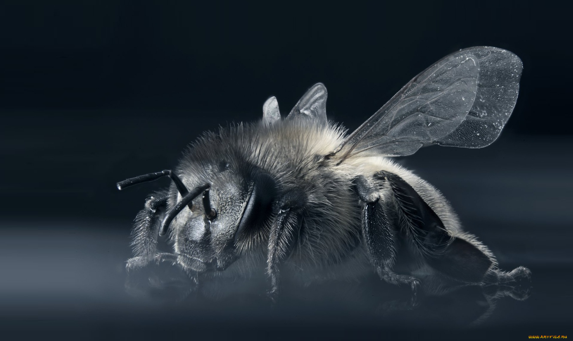 животные, пчелы, , осы, , шмели, пчела