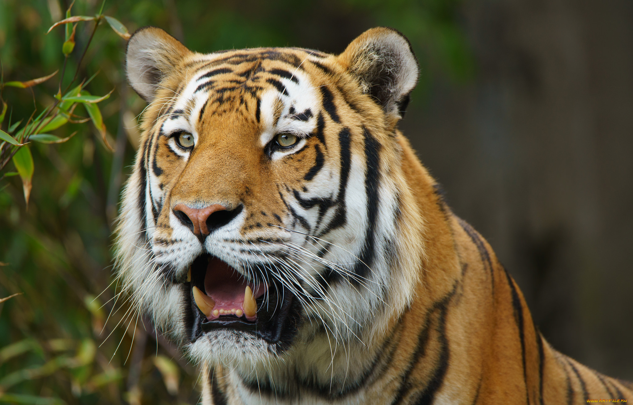 животные, тигры, хищник