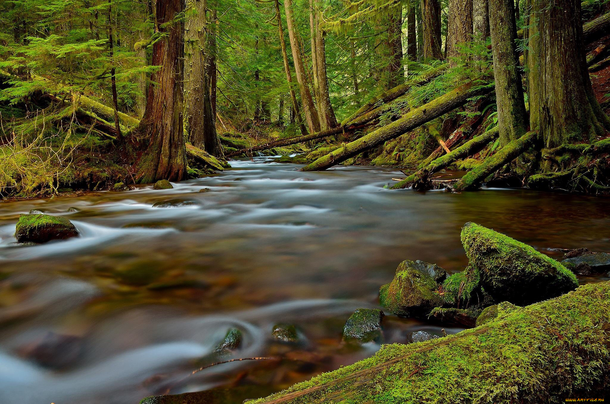 природа, реки, озера, лес, река