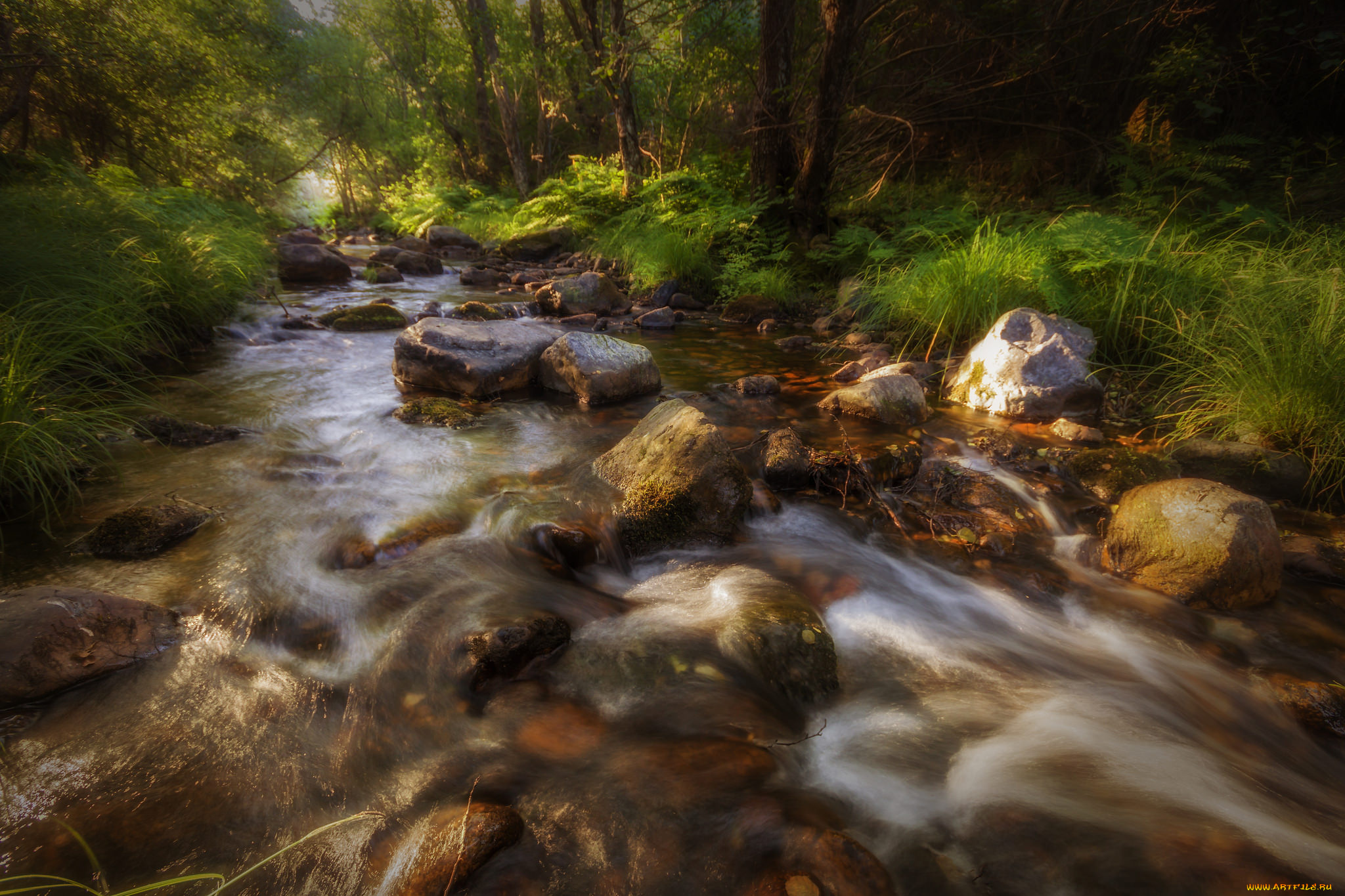 природа, реки, озера, река, лес