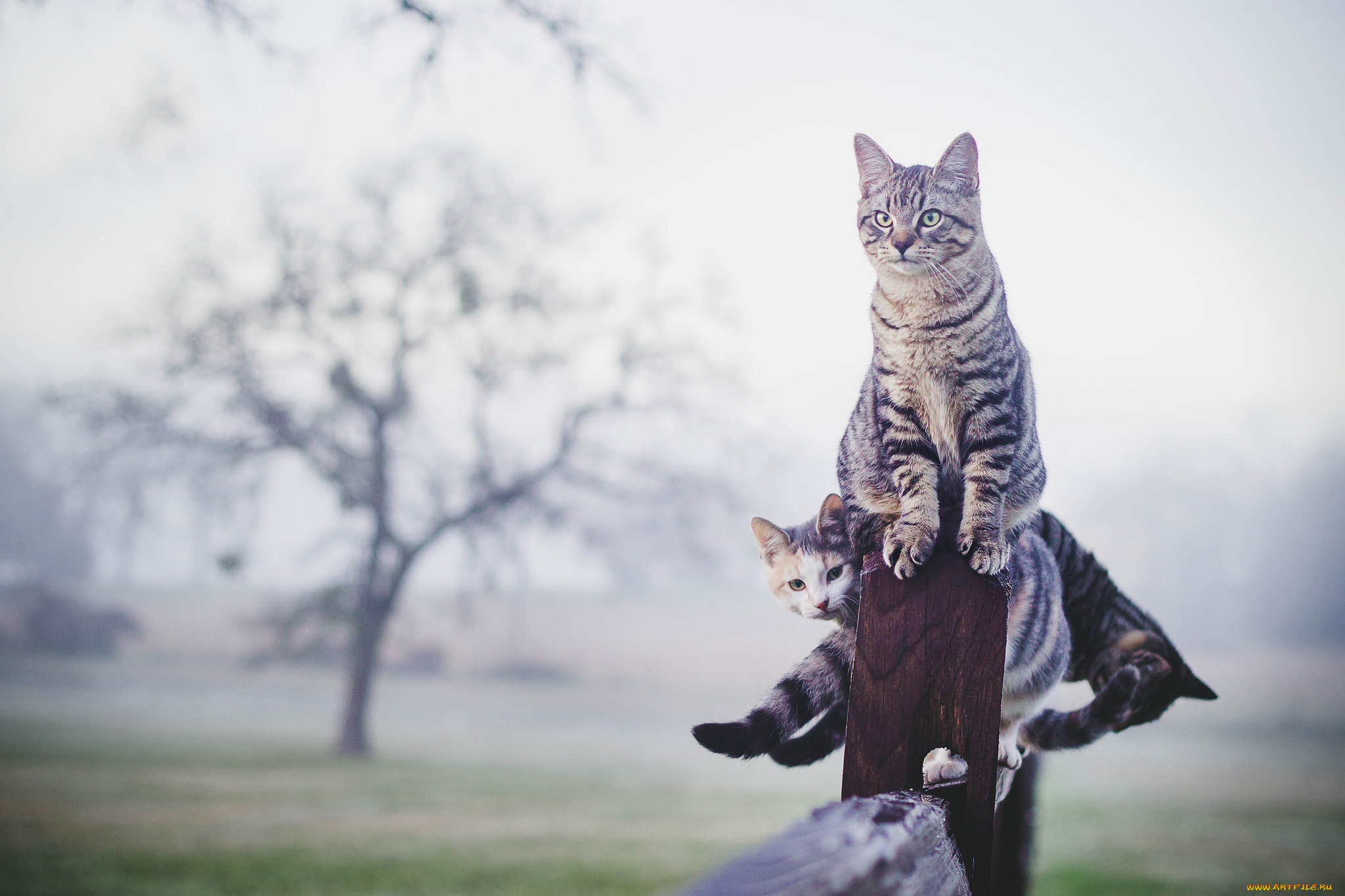 животные, коты