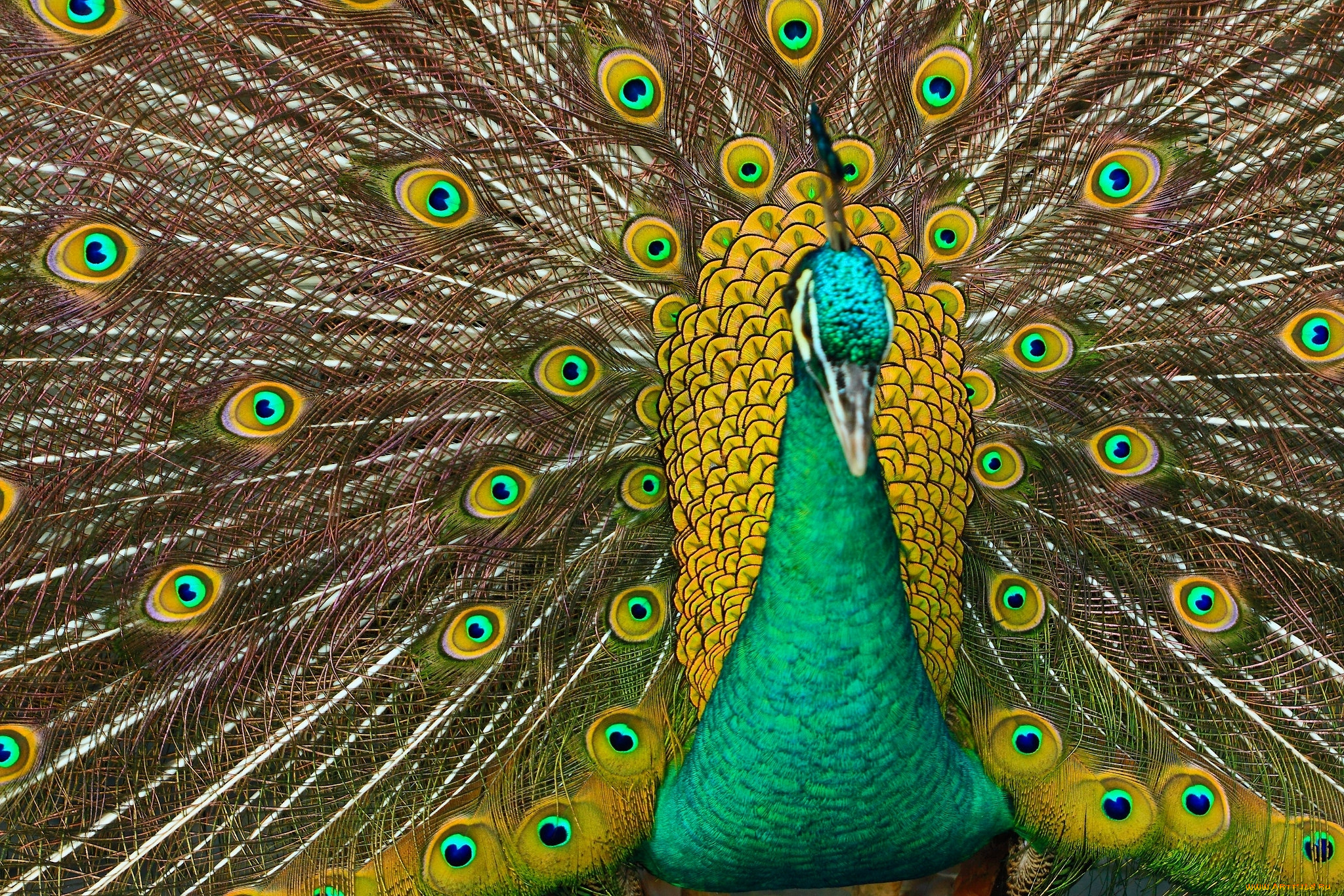 животные, павлины, павлин