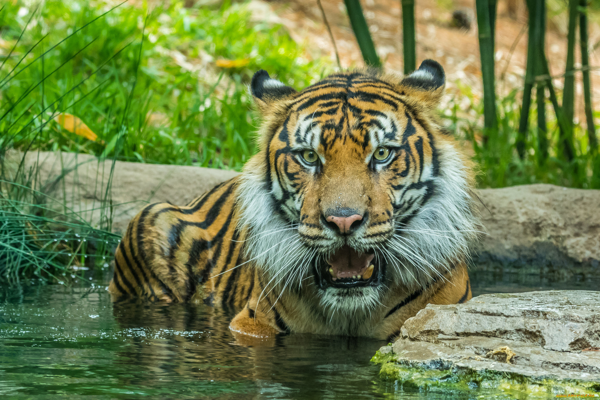 животные, тигры, хищник