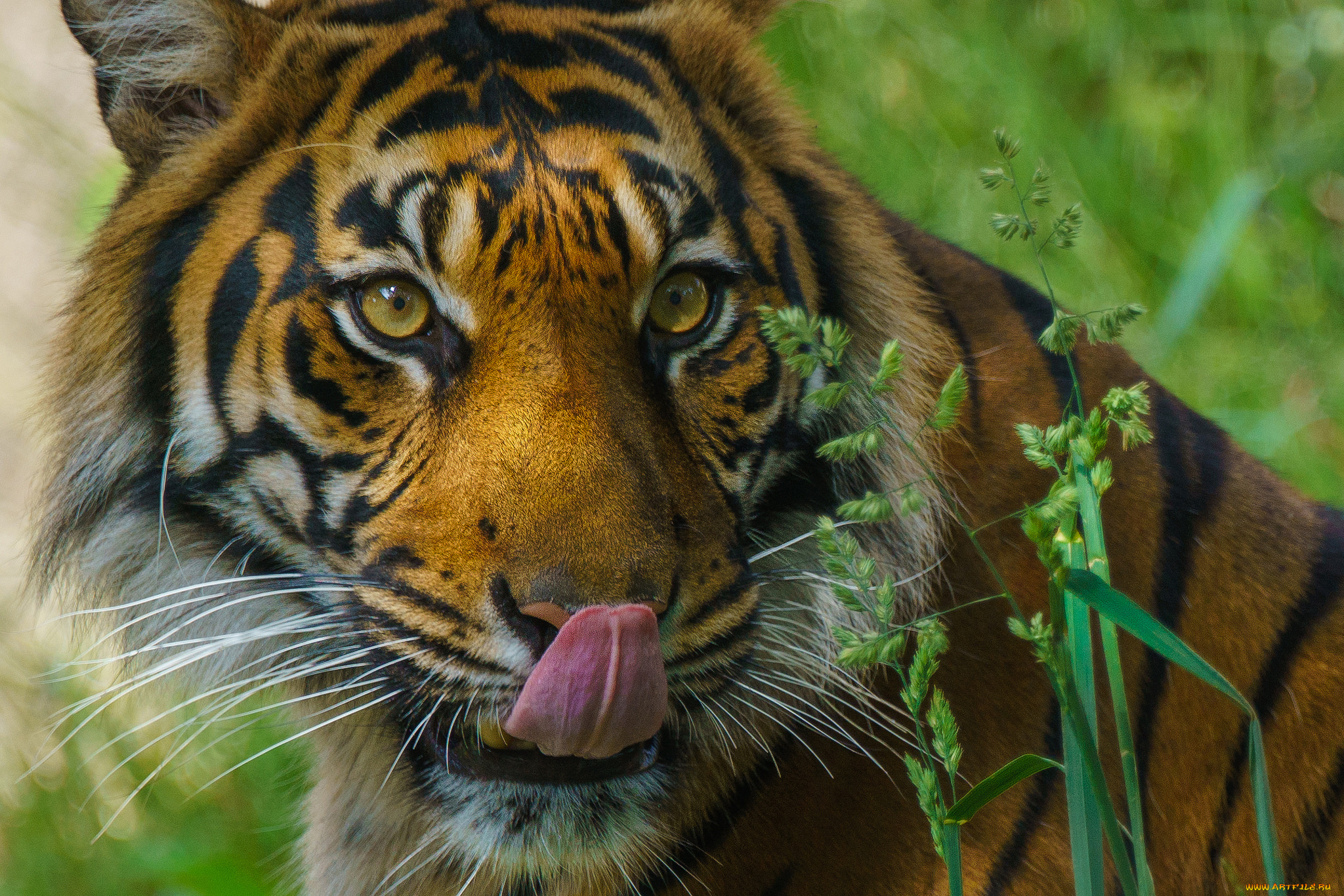 животные, тигры, хищник