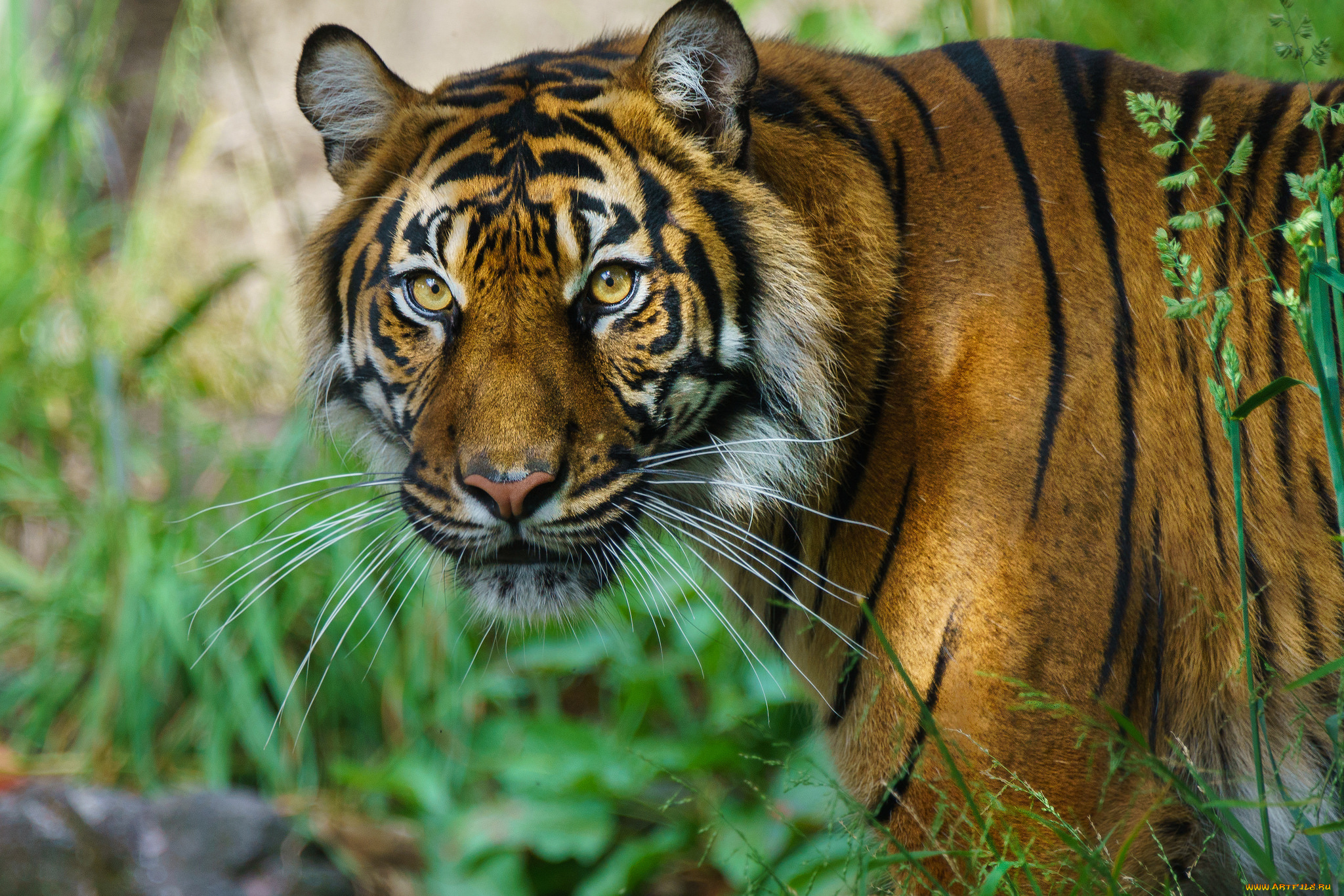 животные, тигры, хищник