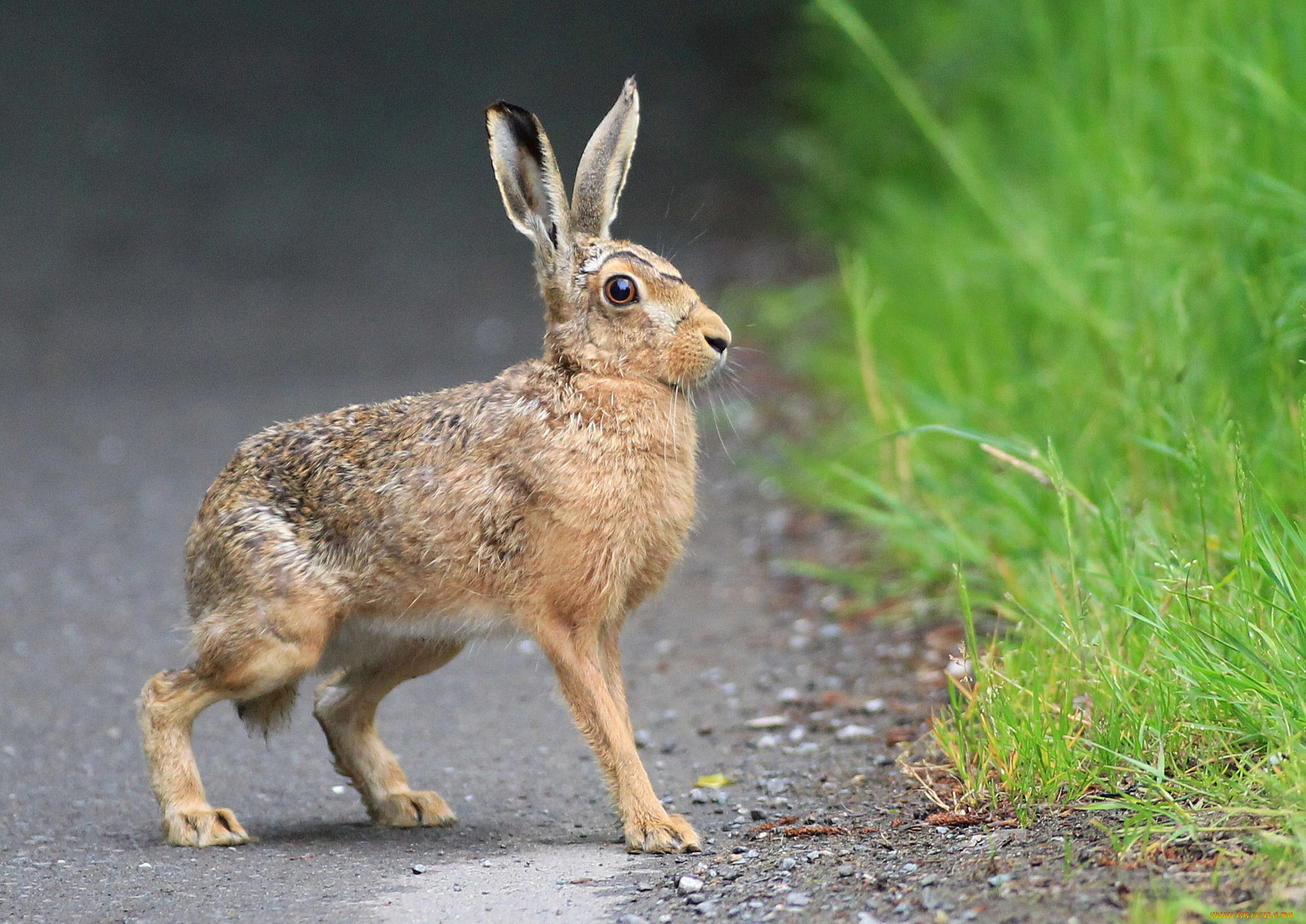 животные, кролики, , зайцы, русак
