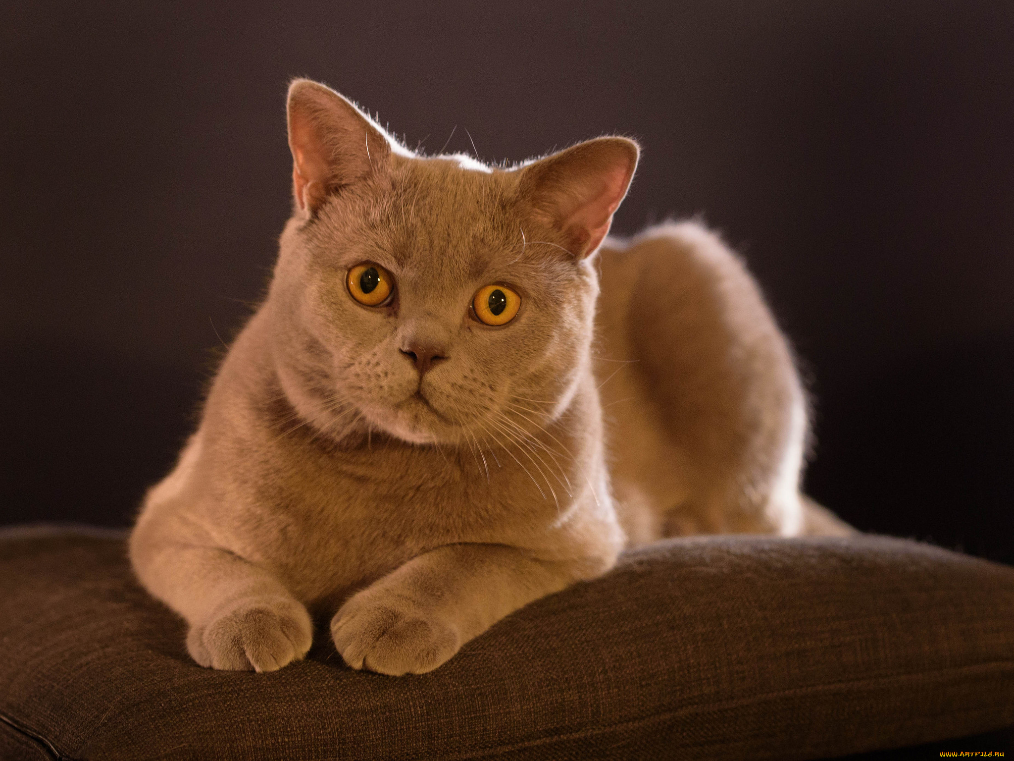 животные, коты, киса