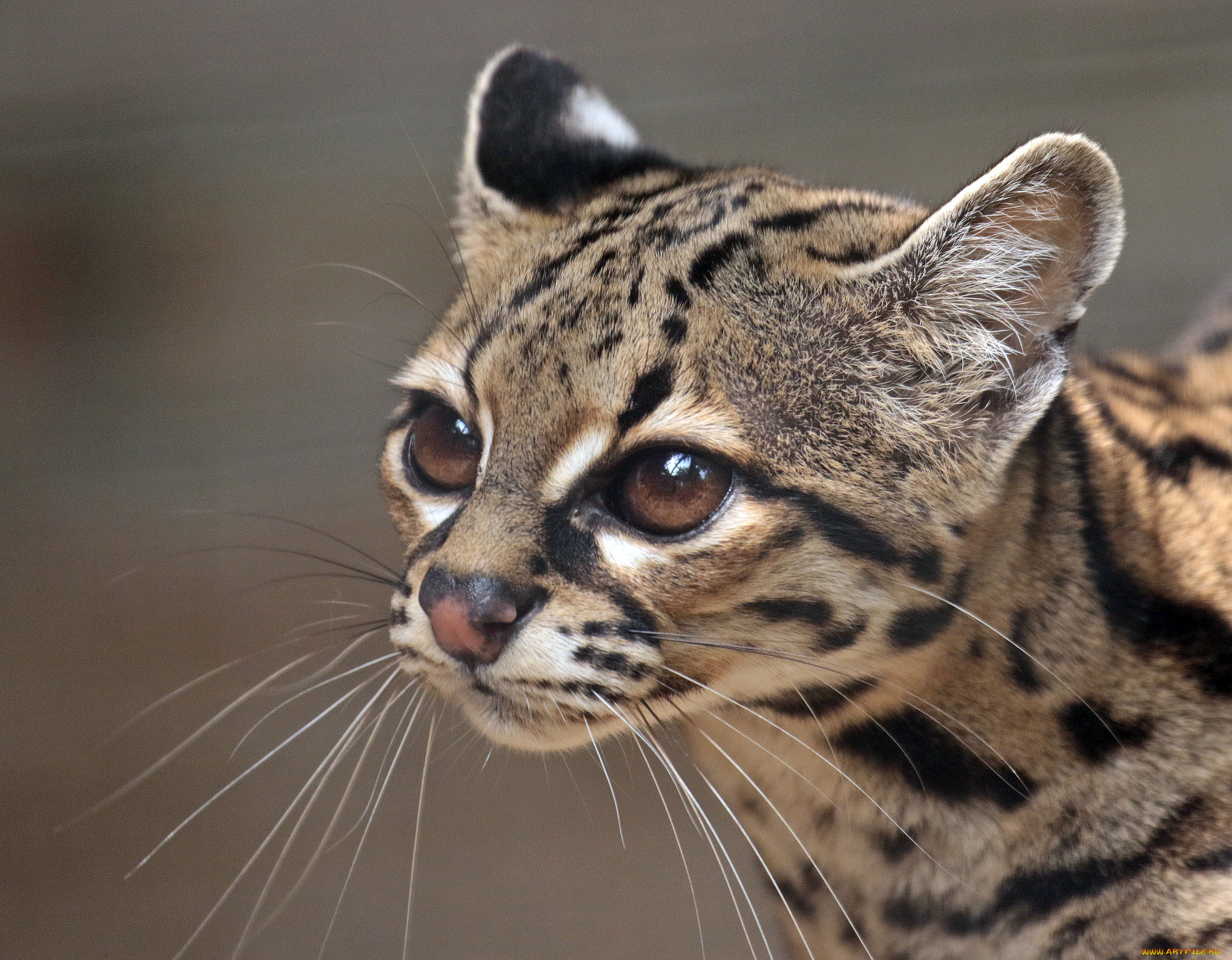 животные, оцелоты, киса