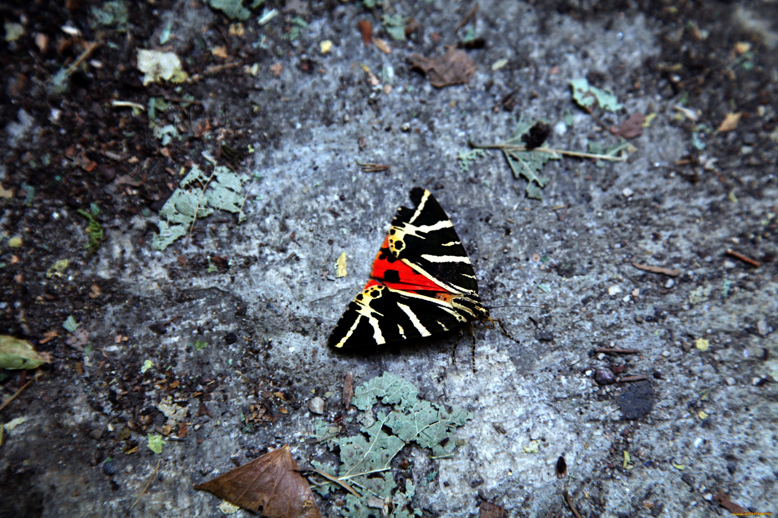 животные, бабочки, , мотыльки, , моли, яркая