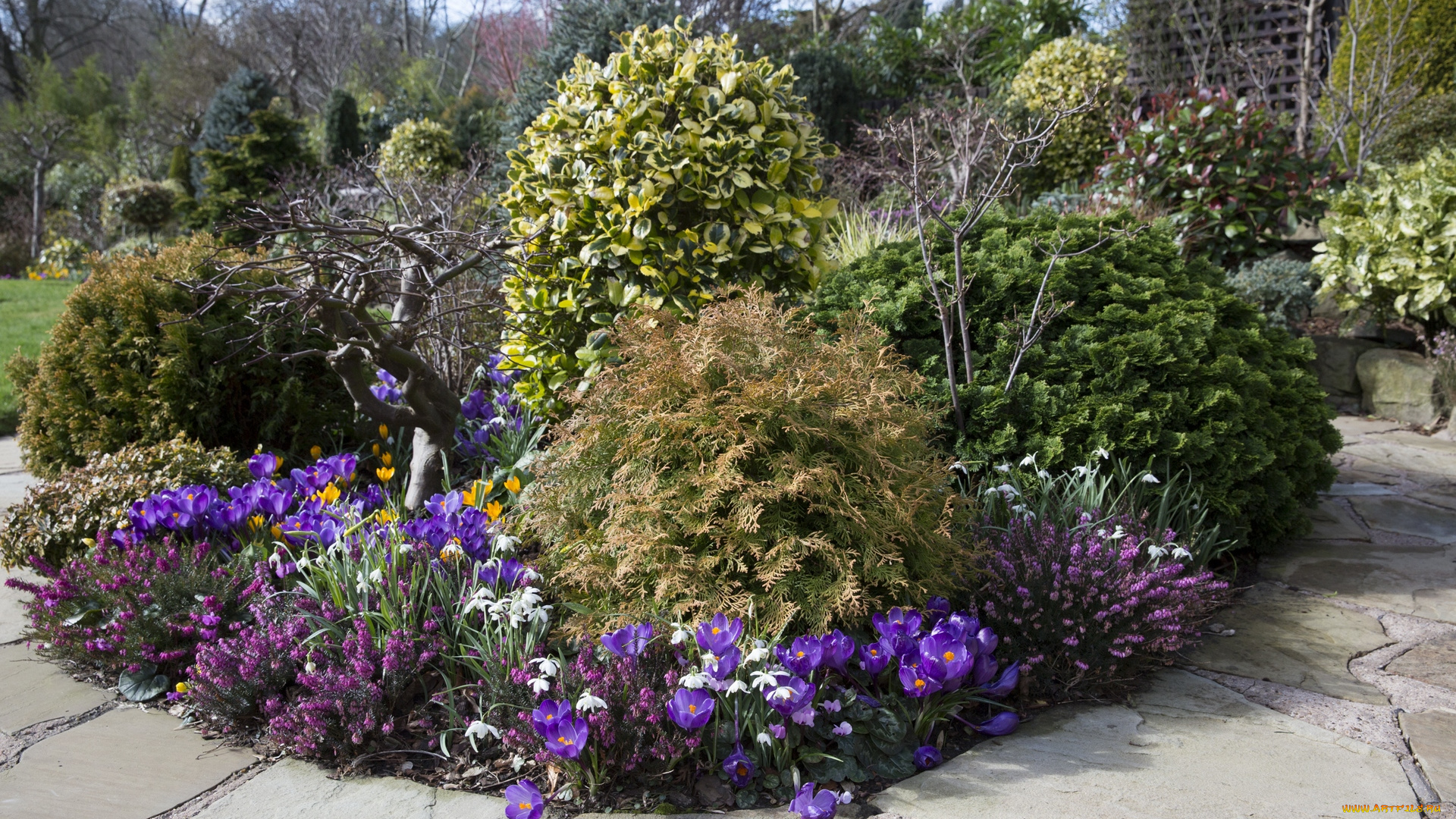 англия, цветы, разные, вместе, клумба