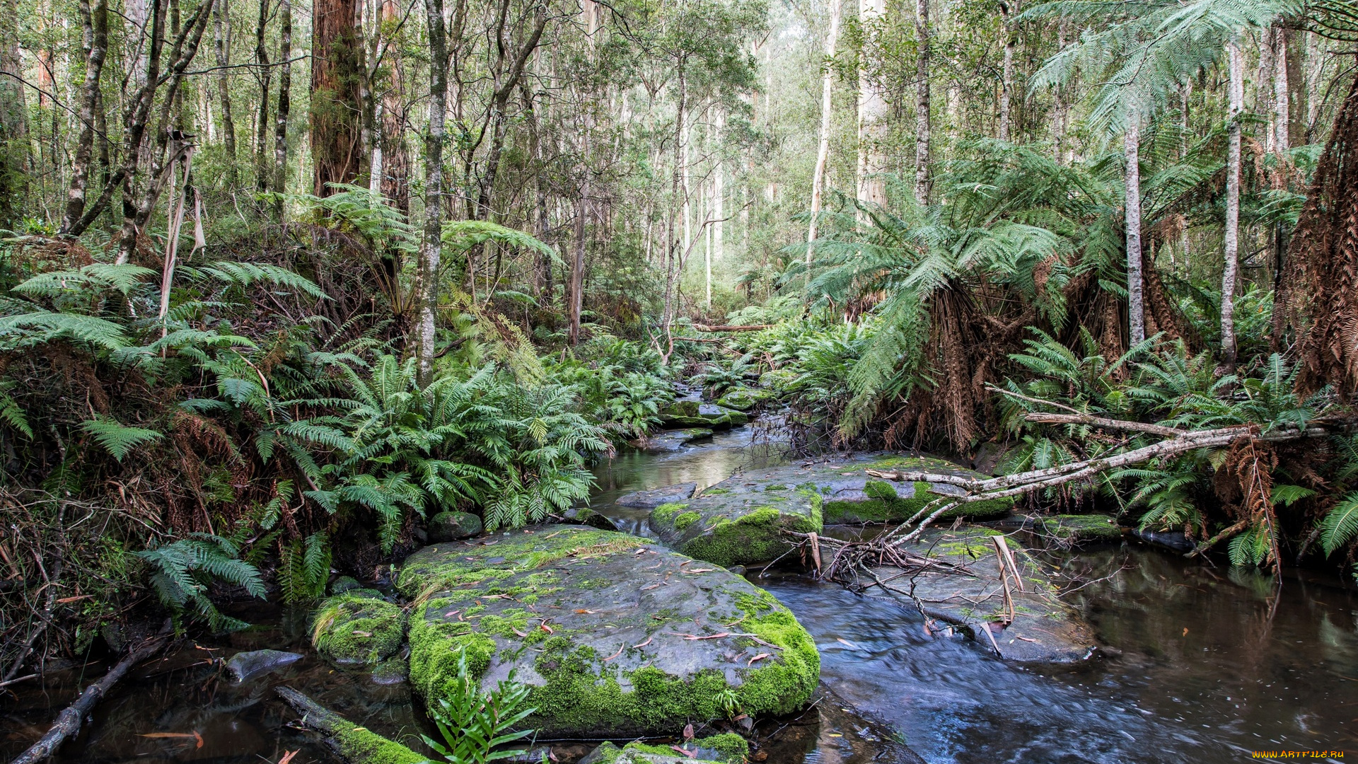 австралия, природа, реки, озера, деревья, водоем, камни