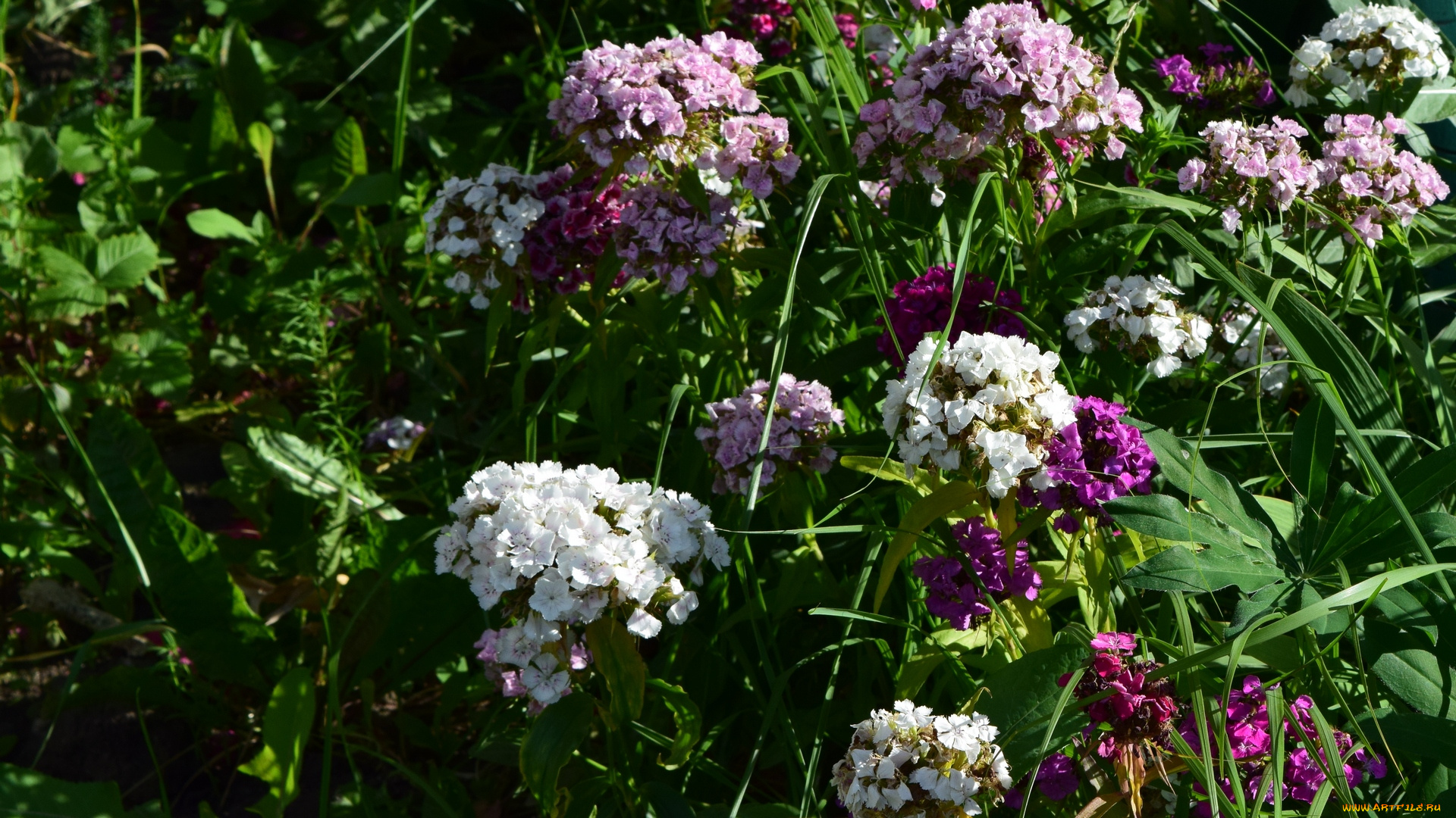 цветы, цветок