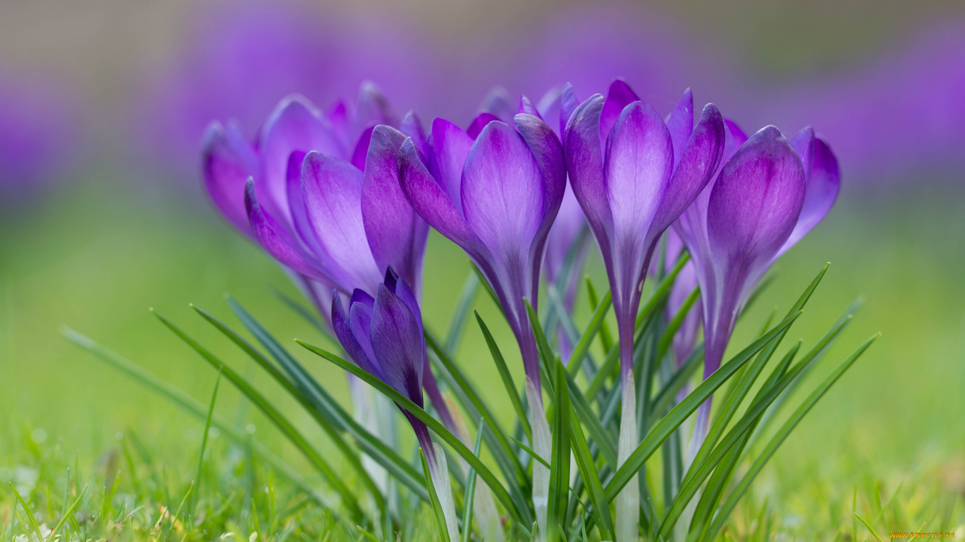 цветы, крокусы, трава, весна, лепестки, цветение