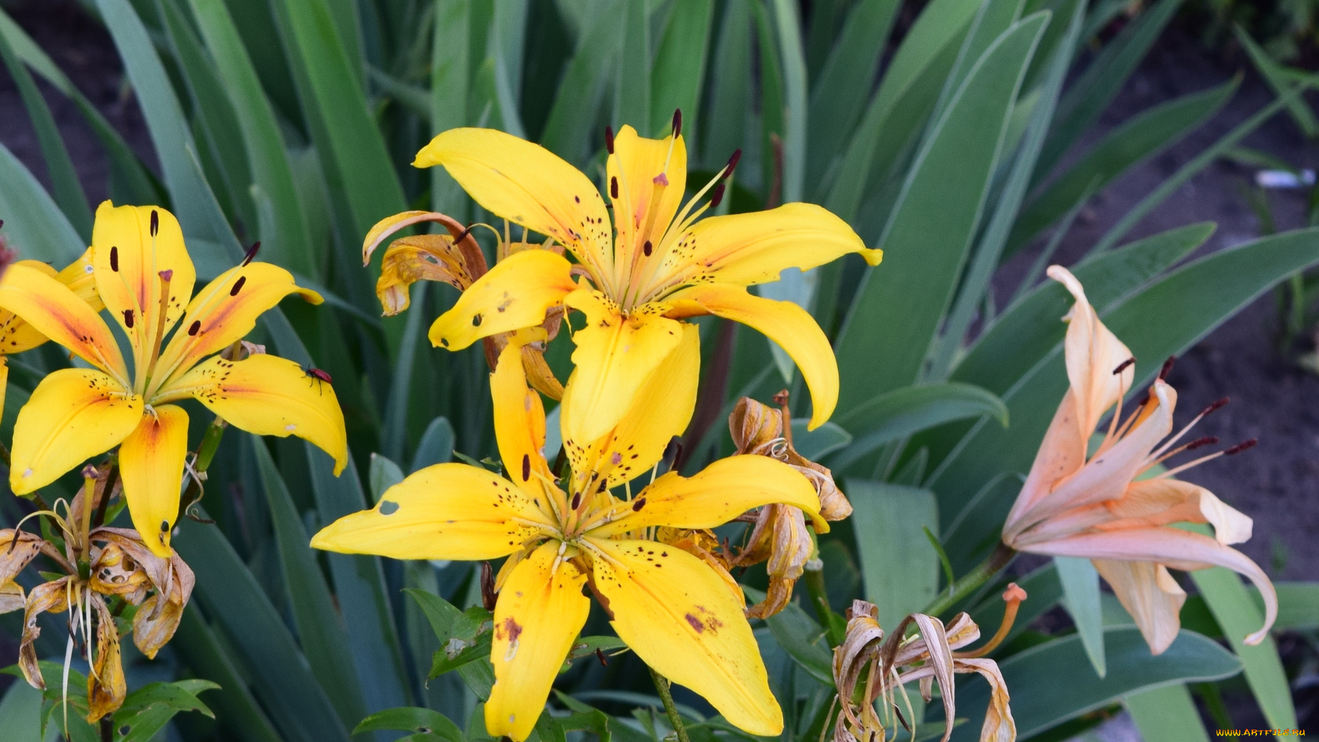 цветы, лилии, , лилейники, желтые
