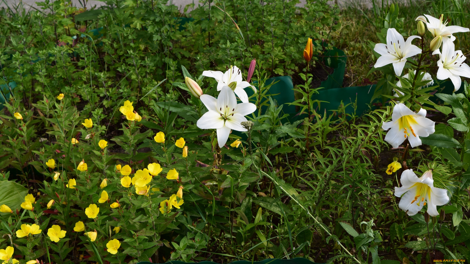цветы, разные, вместе, белый, цвет