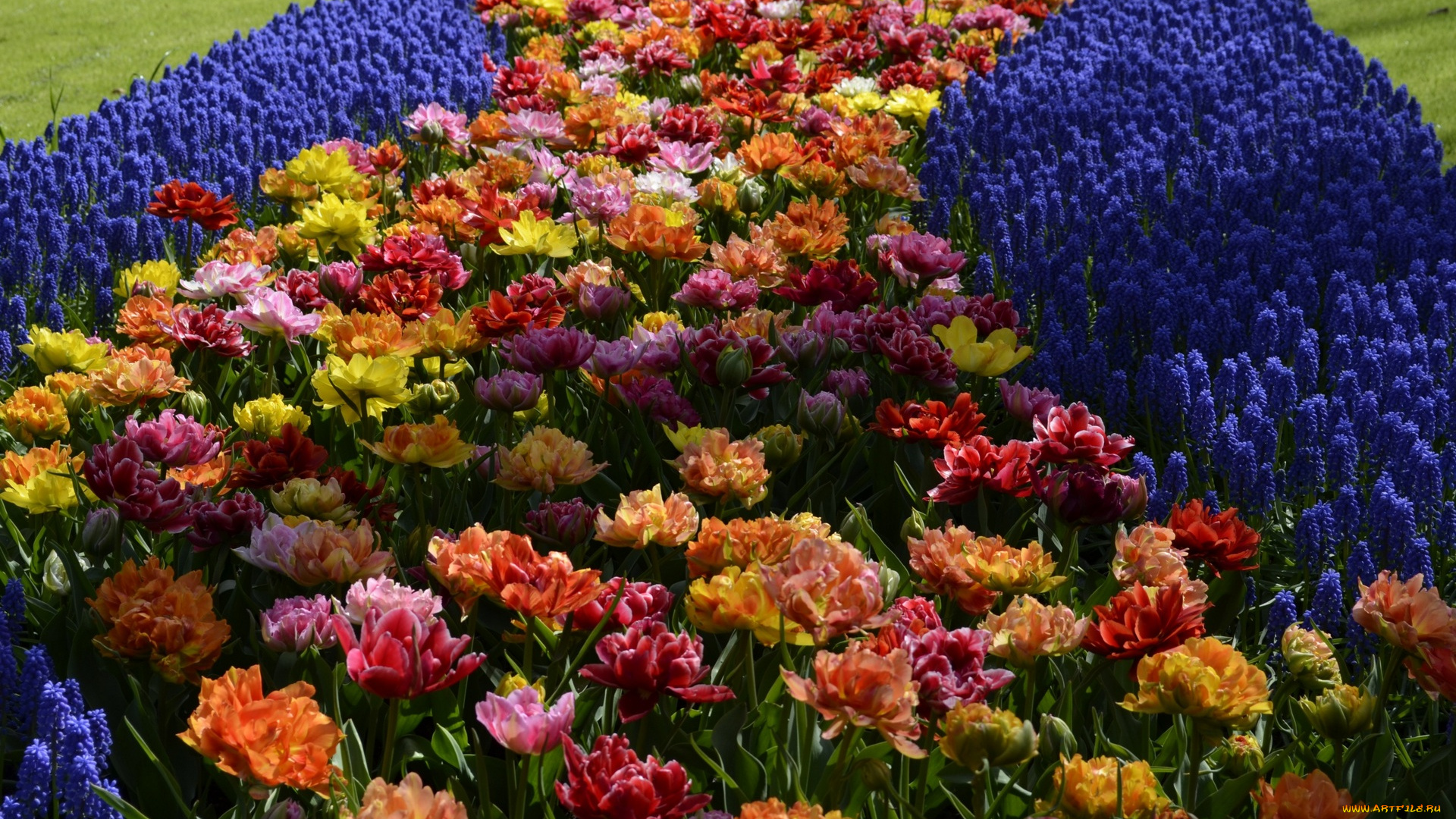 цветы, разные, вместе, разноцветные