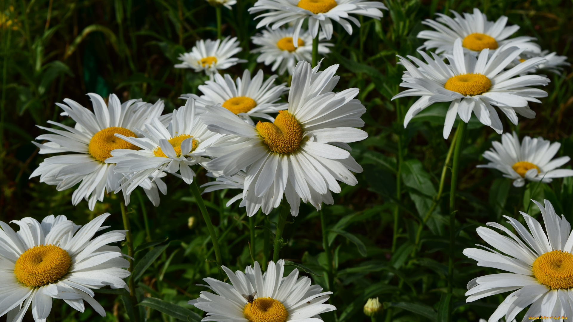 цветы, ромашки, белый, цвет