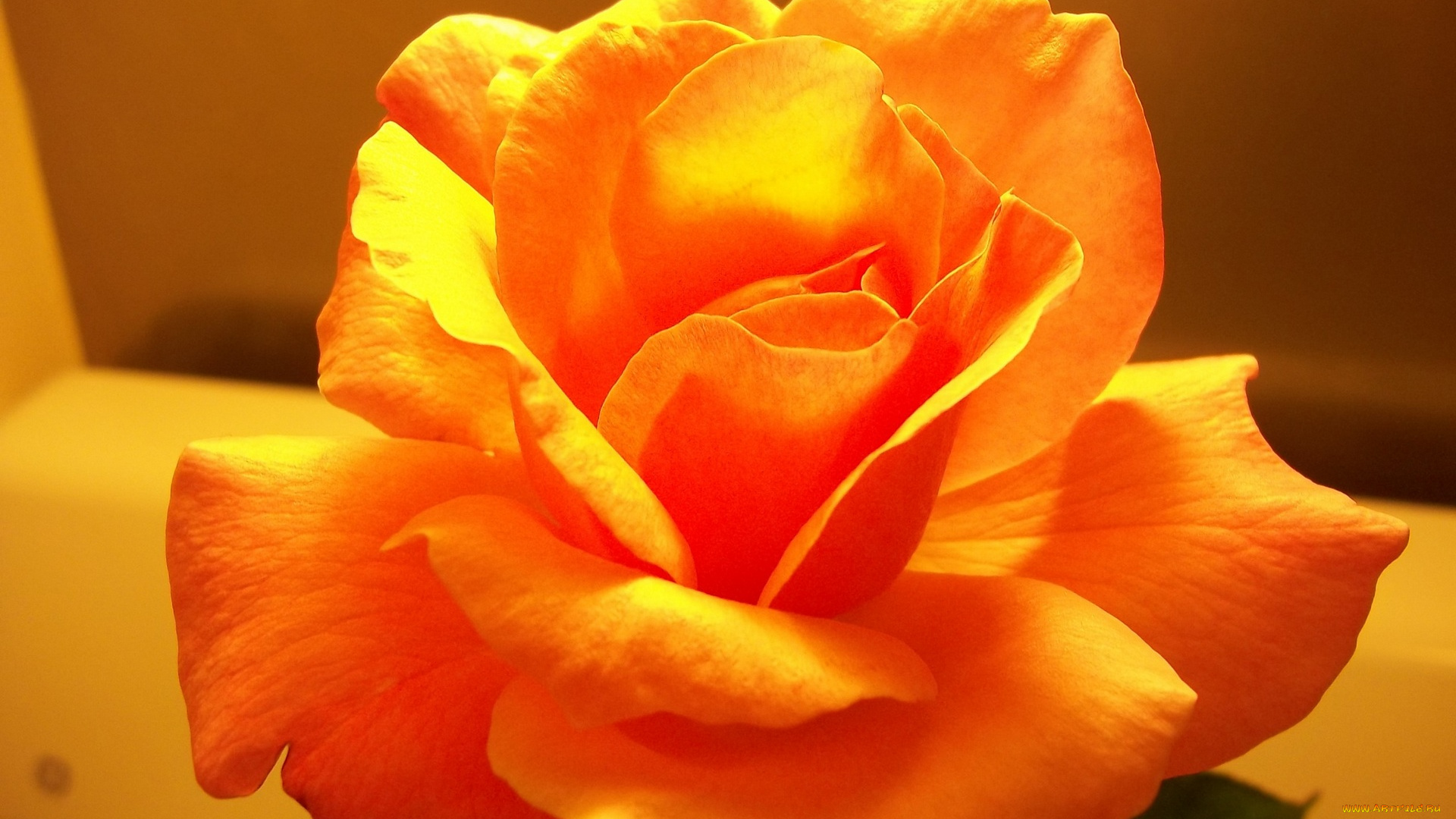 цветы, розы, оранжевый, цвет