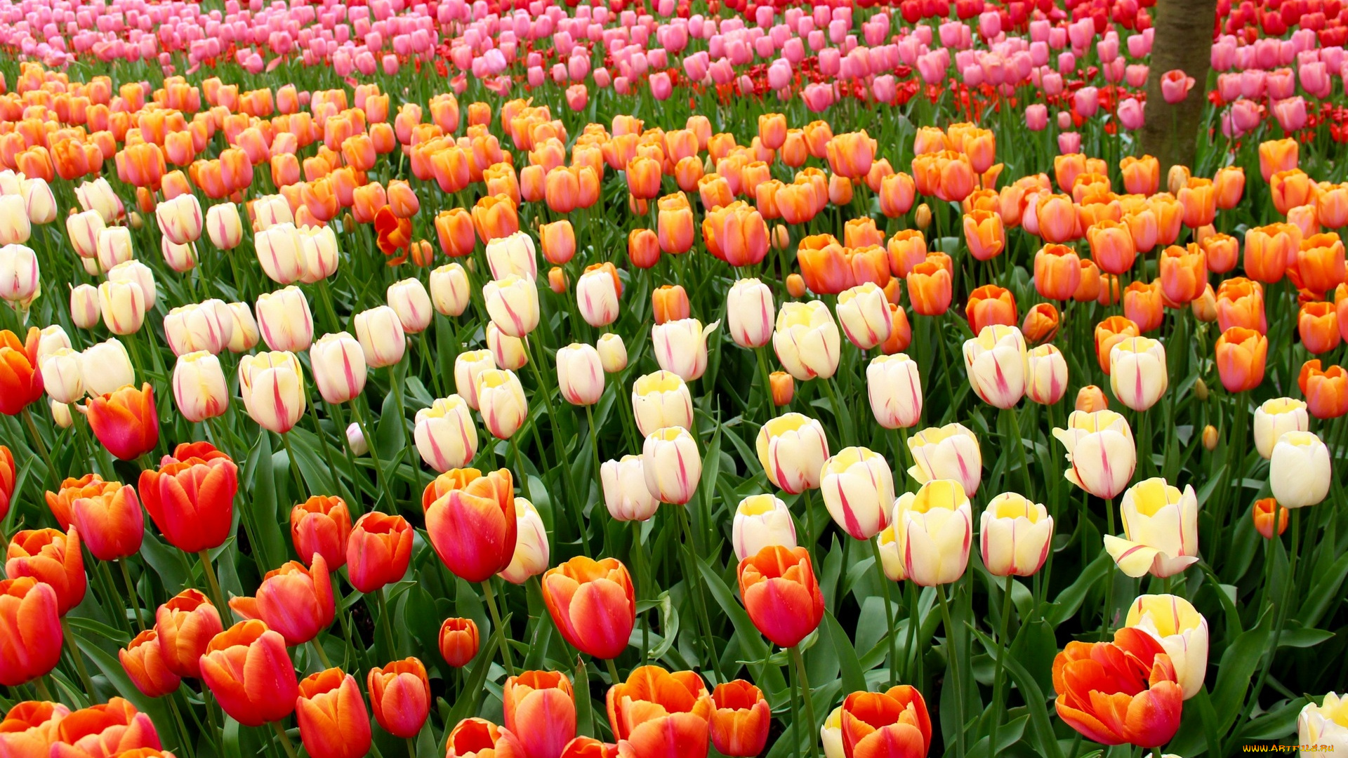 цветы, тюльпаны, разноцветные