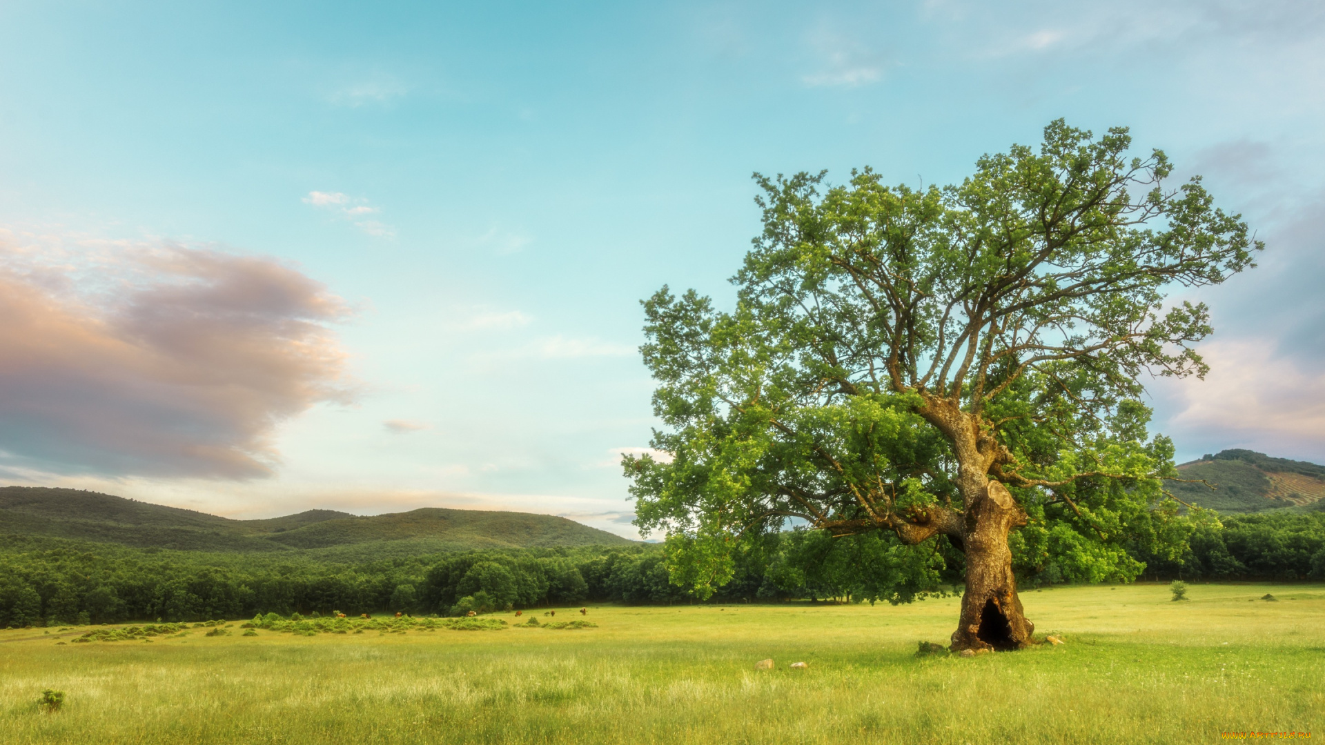 природа, деревья, поле, дерево, лето