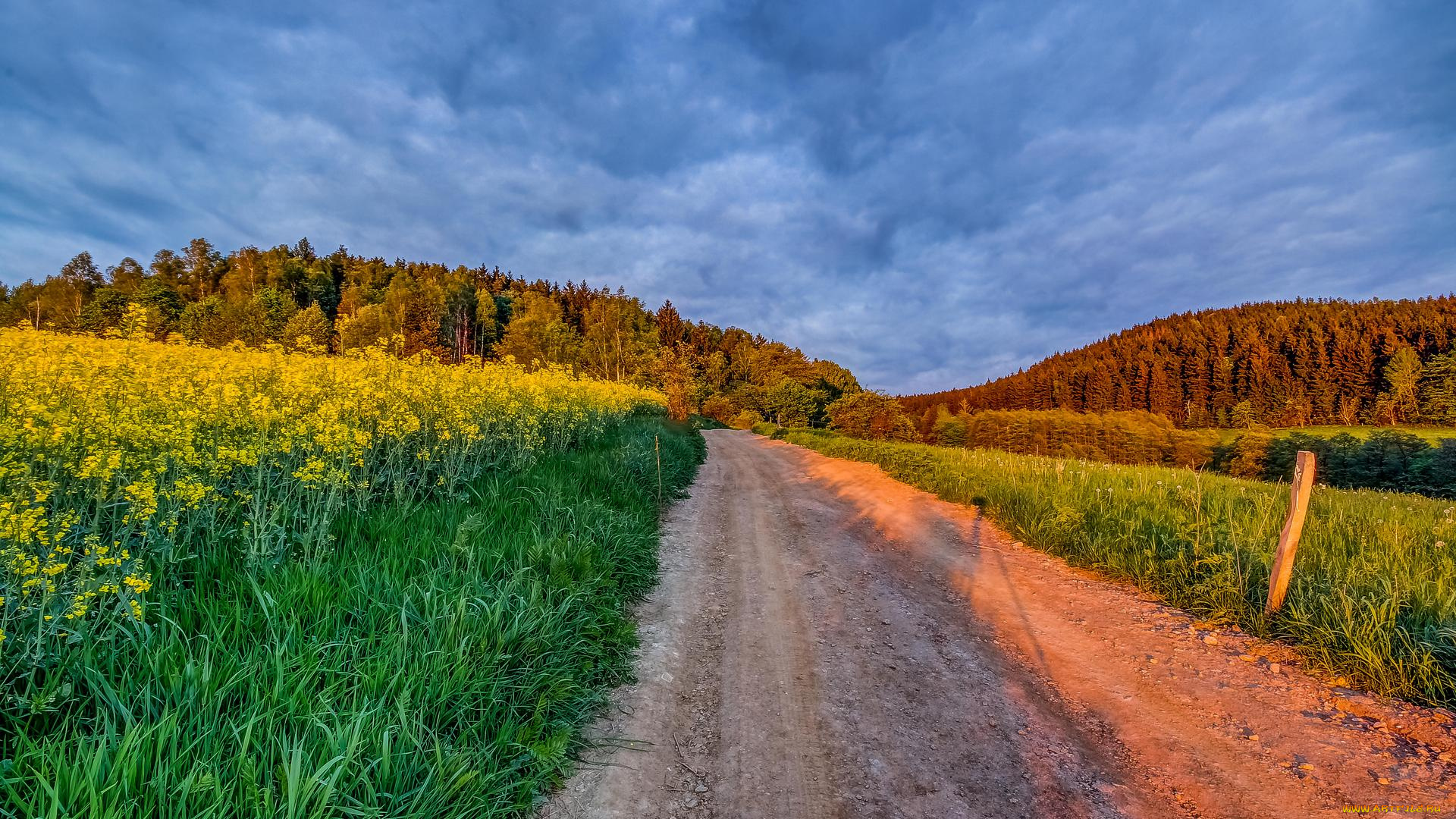 природа, дороги, пейзаж, деревья, дорога, поле
