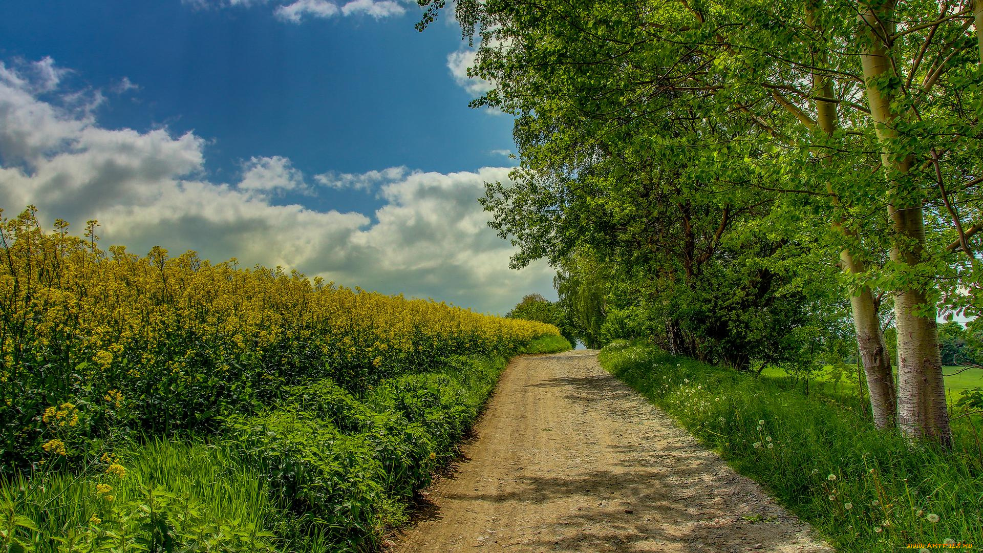 природа, дороги, пейзаж, деревья, дорога, поле