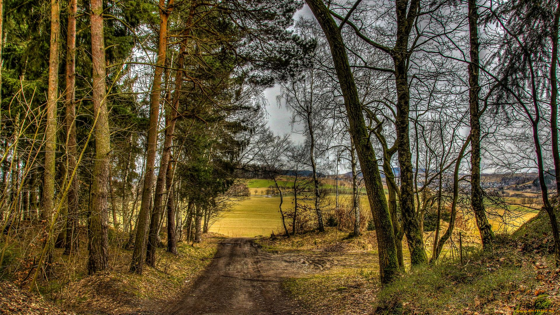 природа, дороги, пейзаж, деревья, лес, дорога, осень